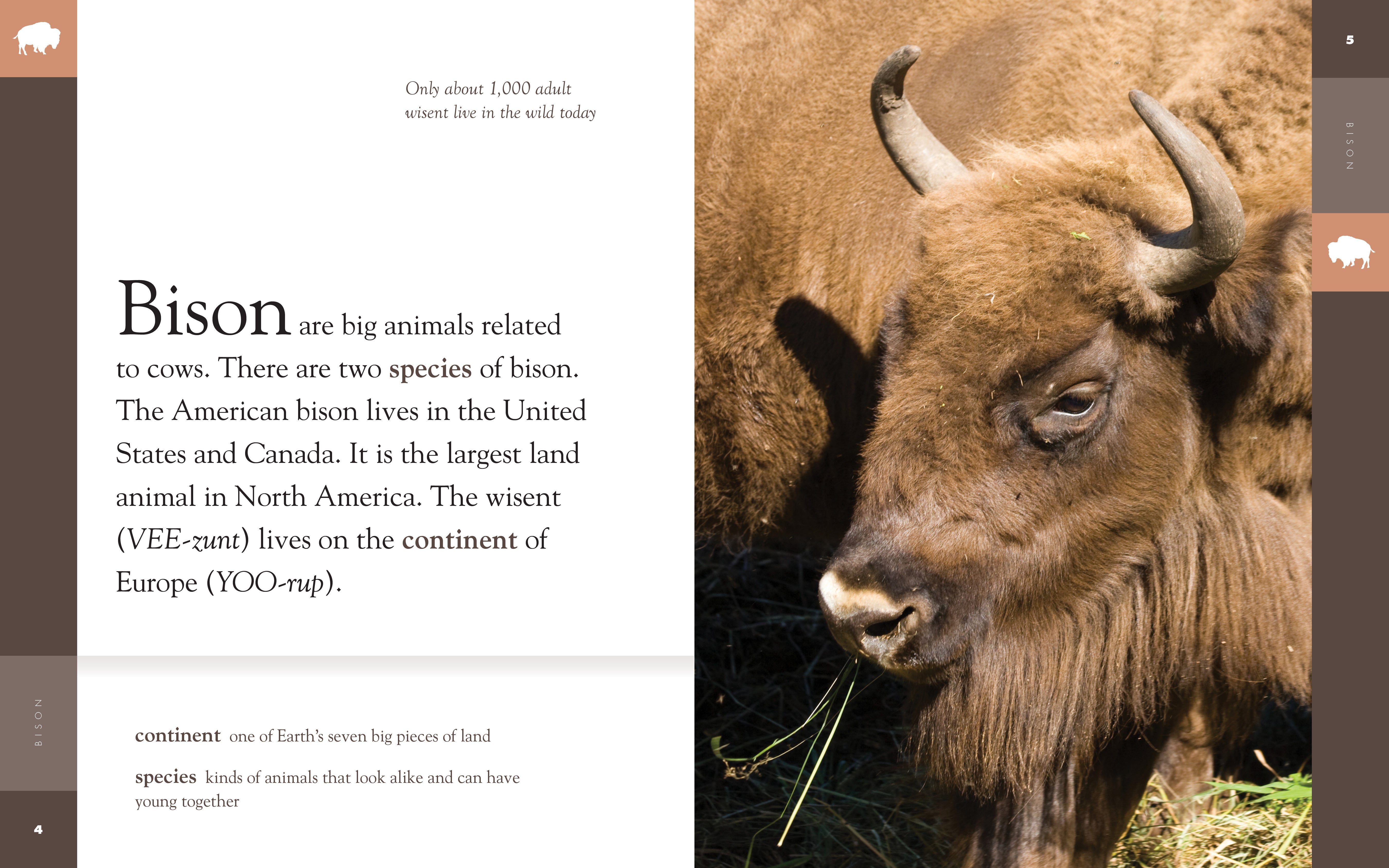 Amazing Animals (2014): Bison by The Creative Company