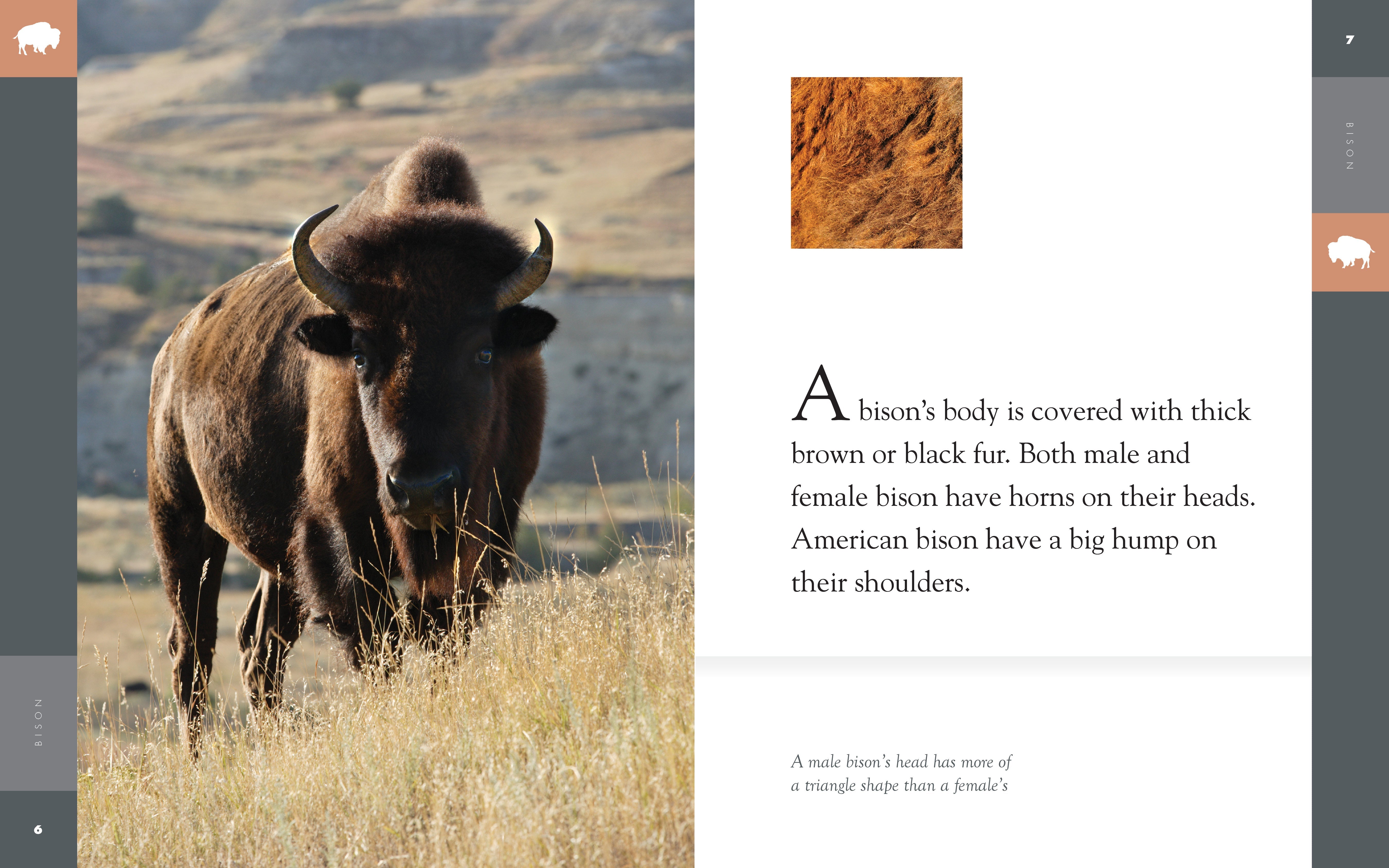 Amazing Animals (2014): Bison by The Creative Company