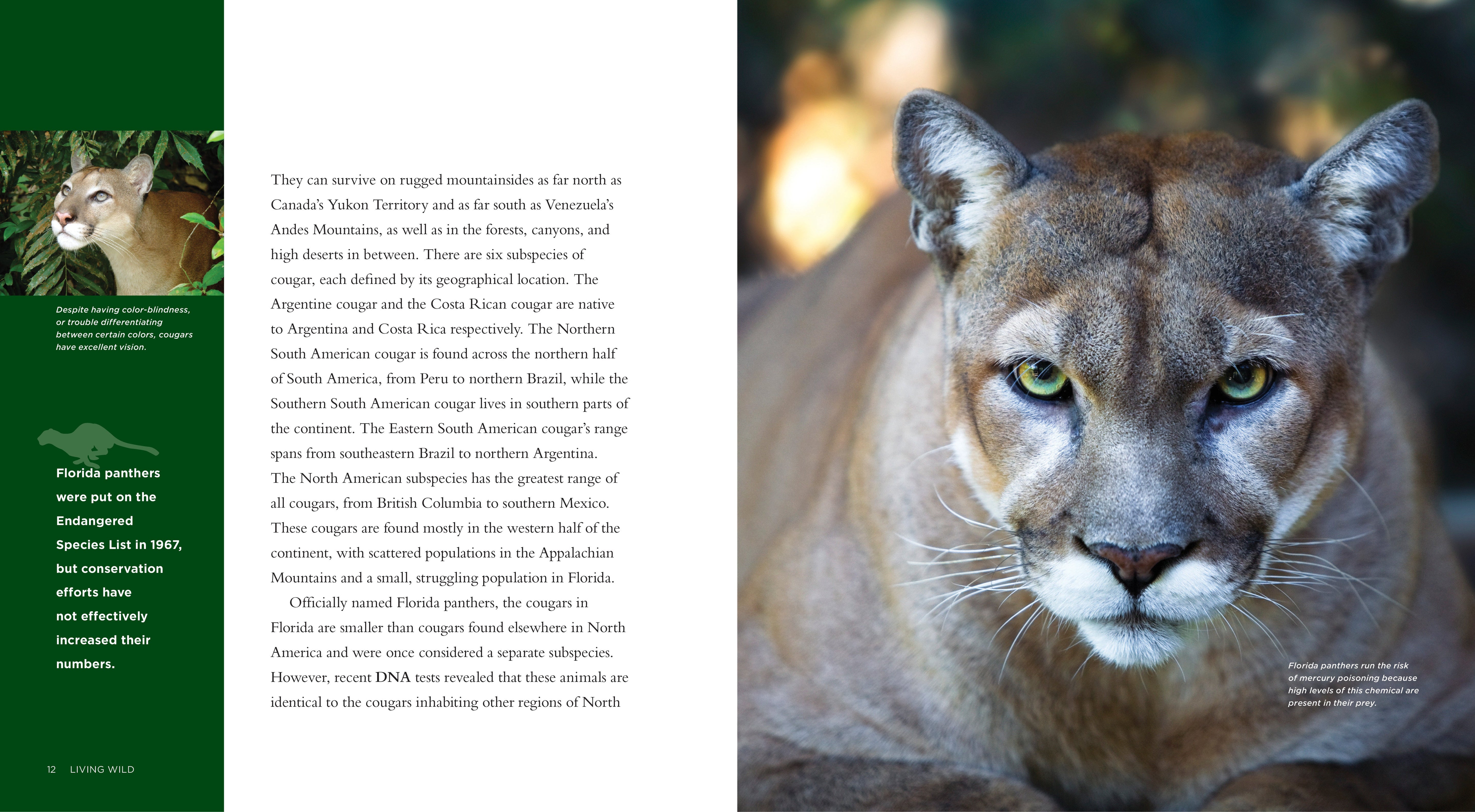 Living Wild - Classic Edition: Cougars by The Creative Company