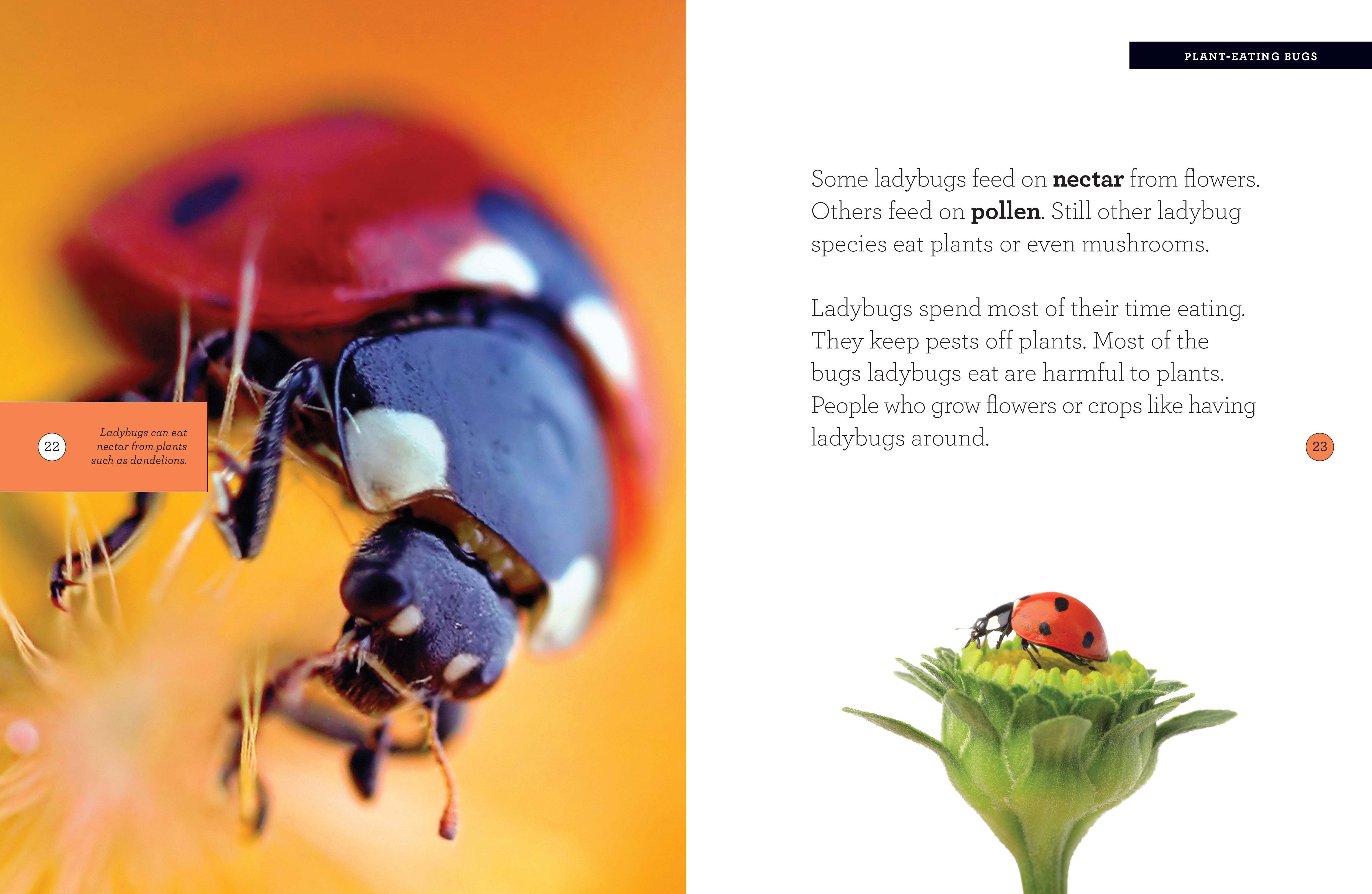 Grow with Me: Ladybug by The Creative Company