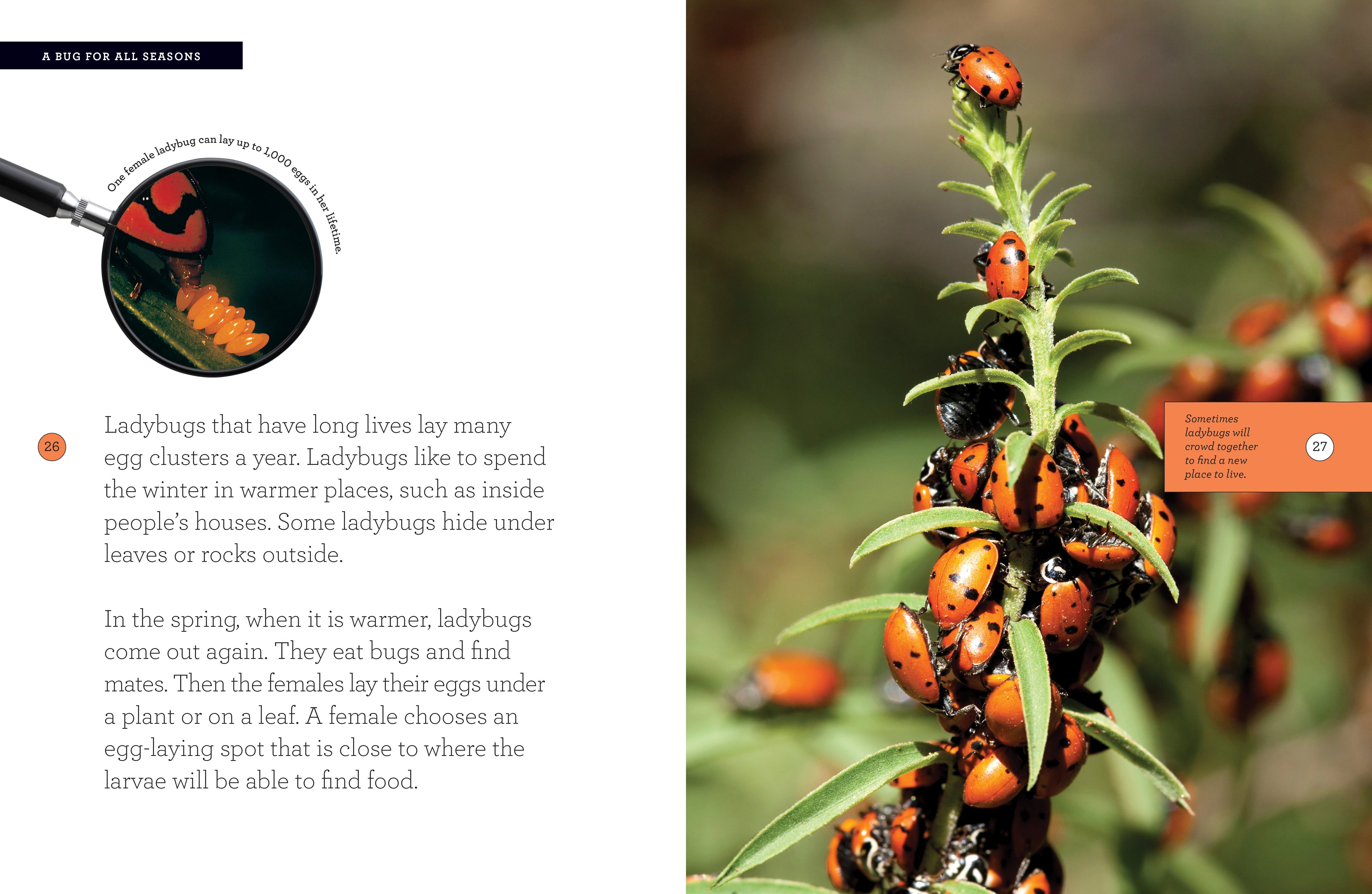 Grow with Me: Ladybug by The Creative Company