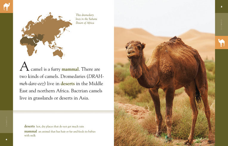 Amazing Animals (2014): Camels by The Creative Company