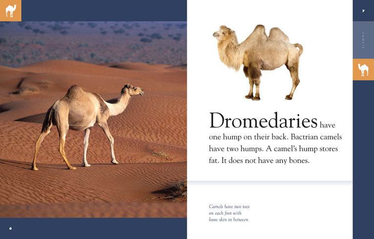 Amazing Animals (2014): Camels by The Creative Company