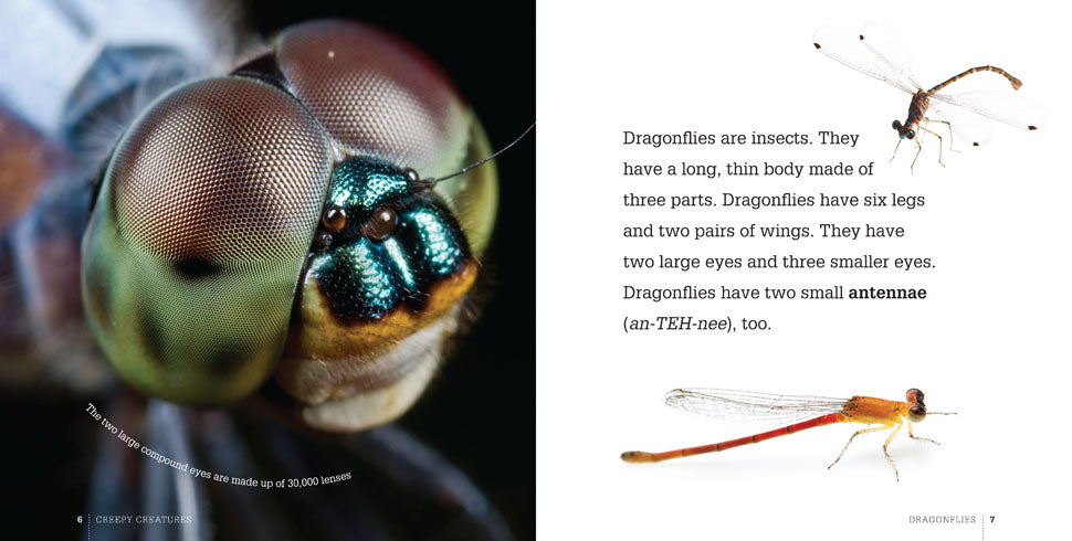 Creepy Creatures: Dragonflies by The Creative Company