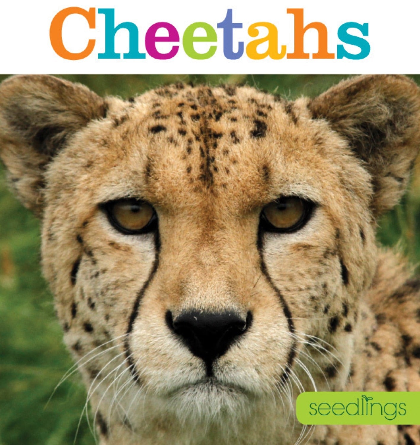 Seedlings: Cheetahs by The Creative Company