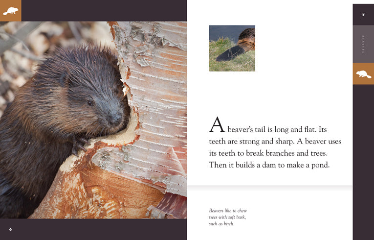 Amazing Animals (2014): Beavers by The Creative Company