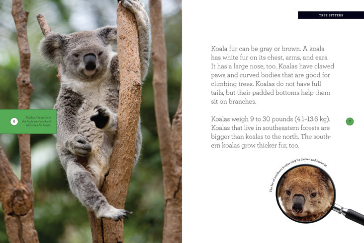 Grow with Me: Koala by The Creative Company