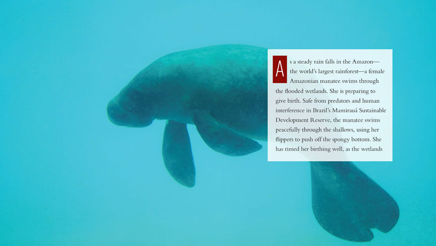 Living Wild - Classic Edition: Manatees by The Creative Company