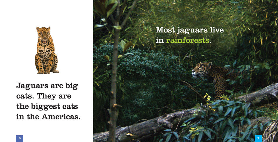 Seedlings: Jaguars by The Creative Company