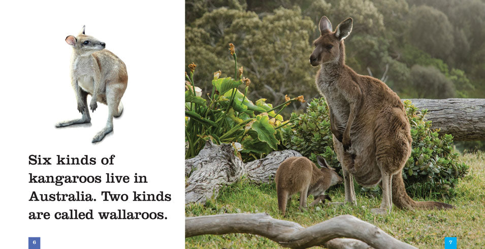 Seedlings: Kangaroos by The Creative Company