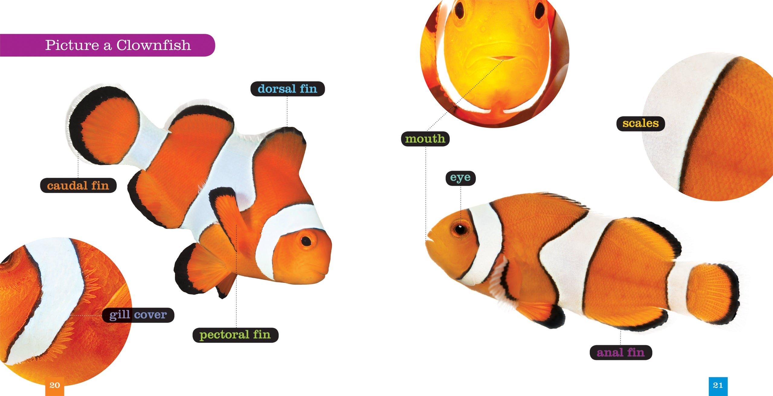 Seedlings: Clownfish by The Creative Company