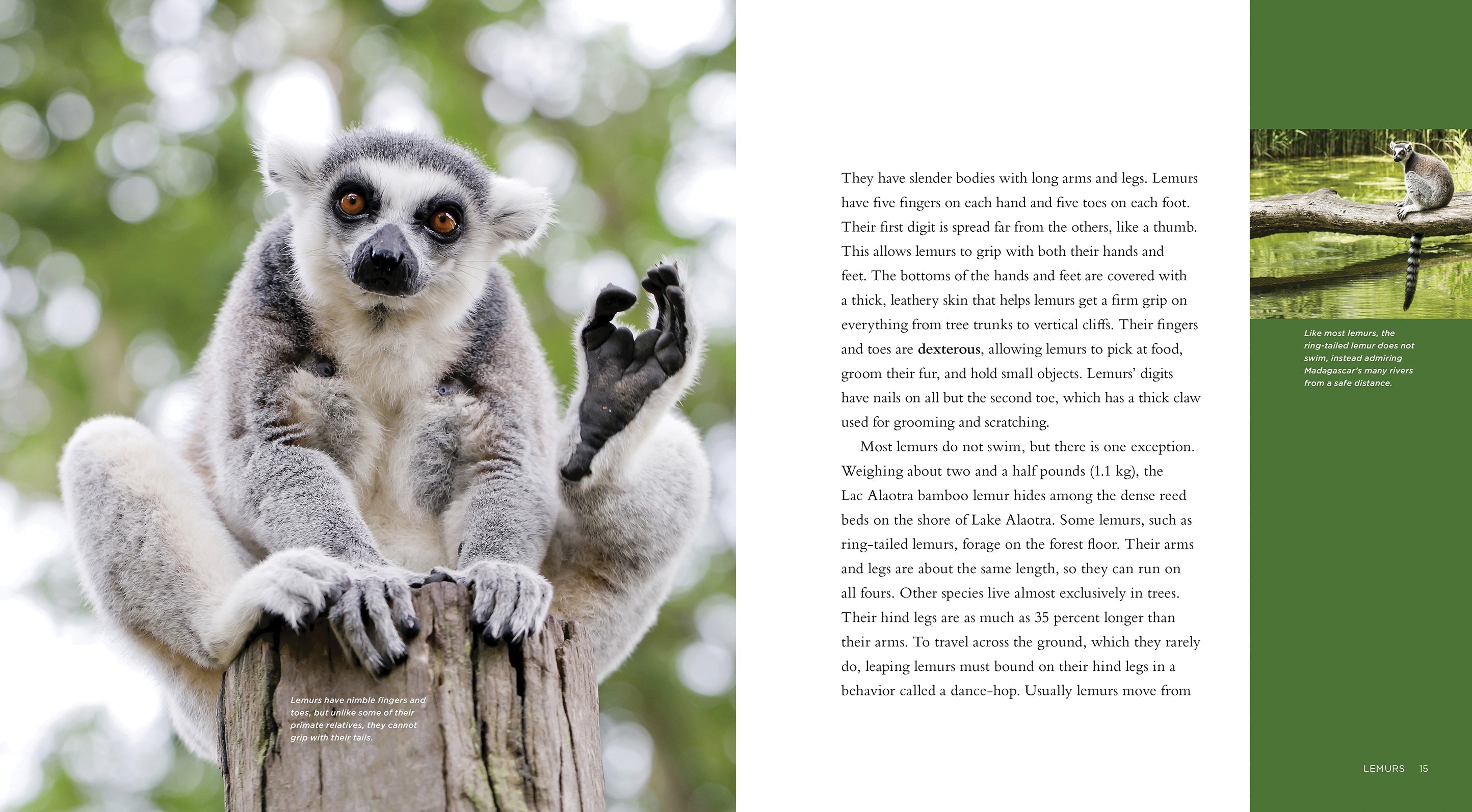 Living Wild - Classic Edition: Lemurs by The Creative Company