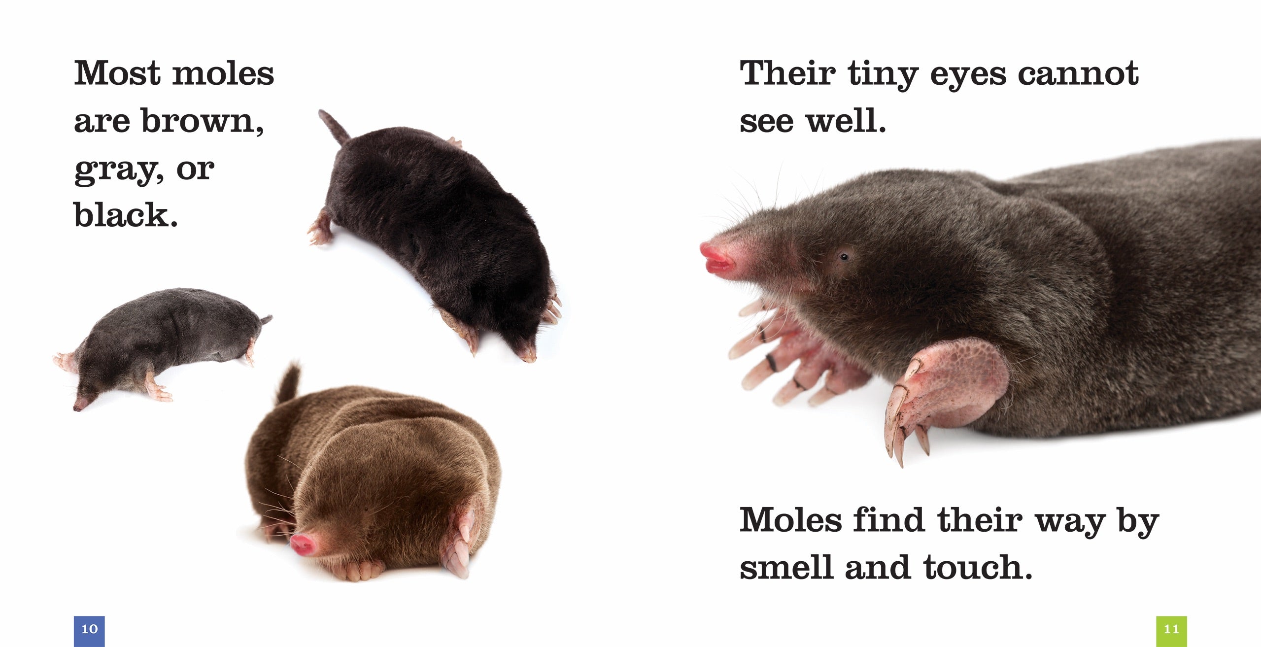 Seedlings: Moles by The Creative Company