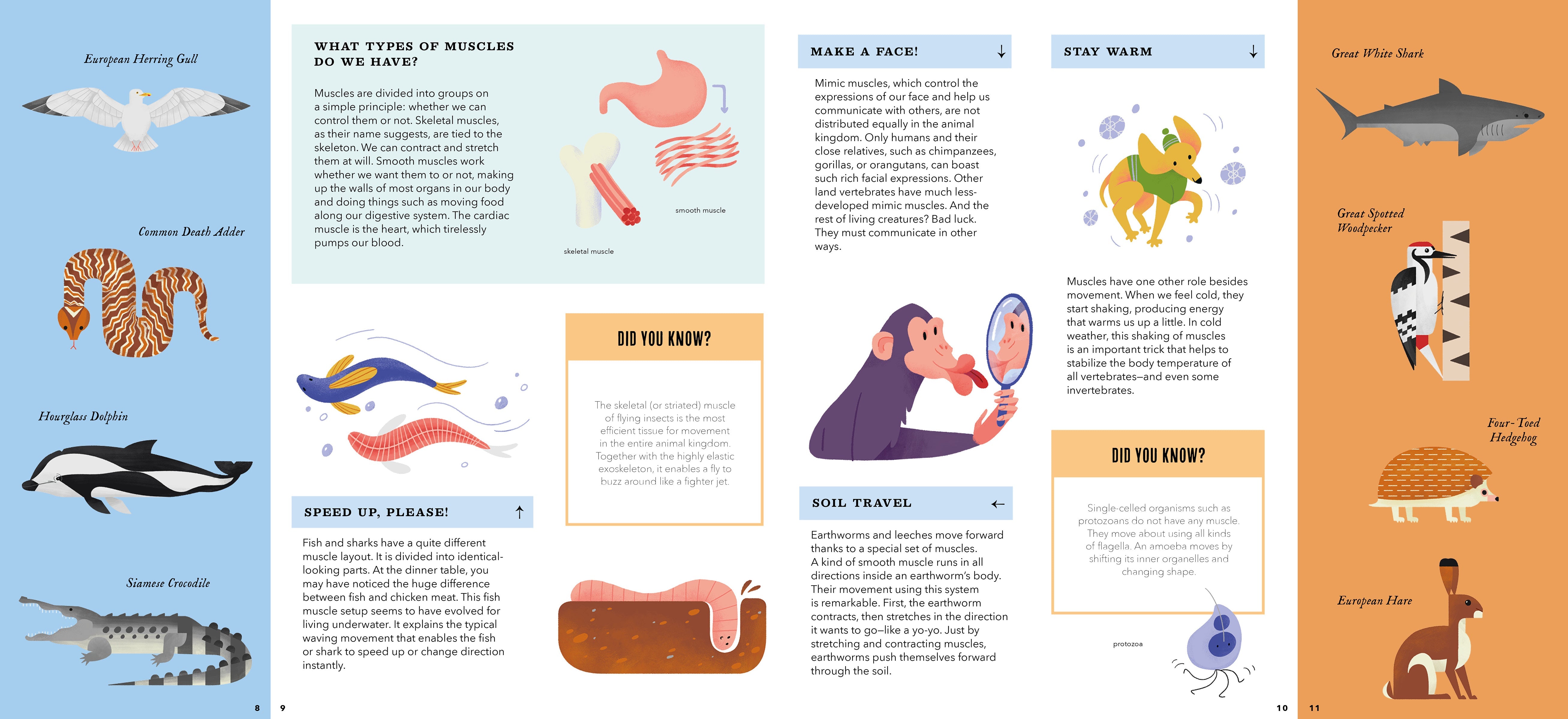 Foldout Anatomy