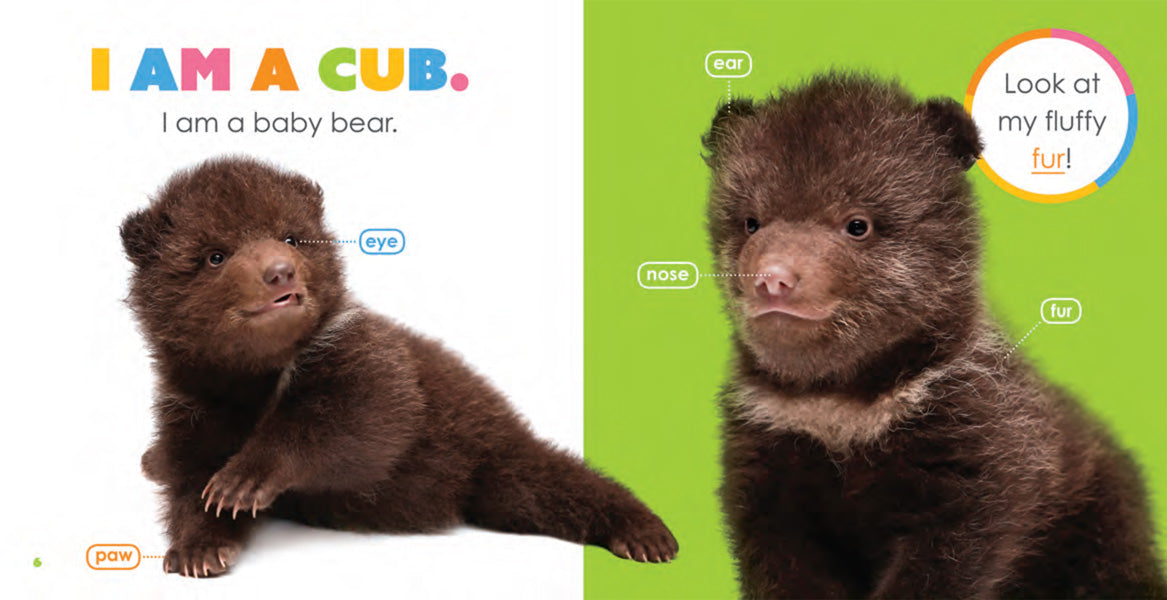 Starting Out: Baby Bears by The Creative Company