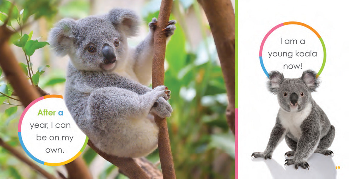 Starting Out: Baby Koalas by The Creative Company