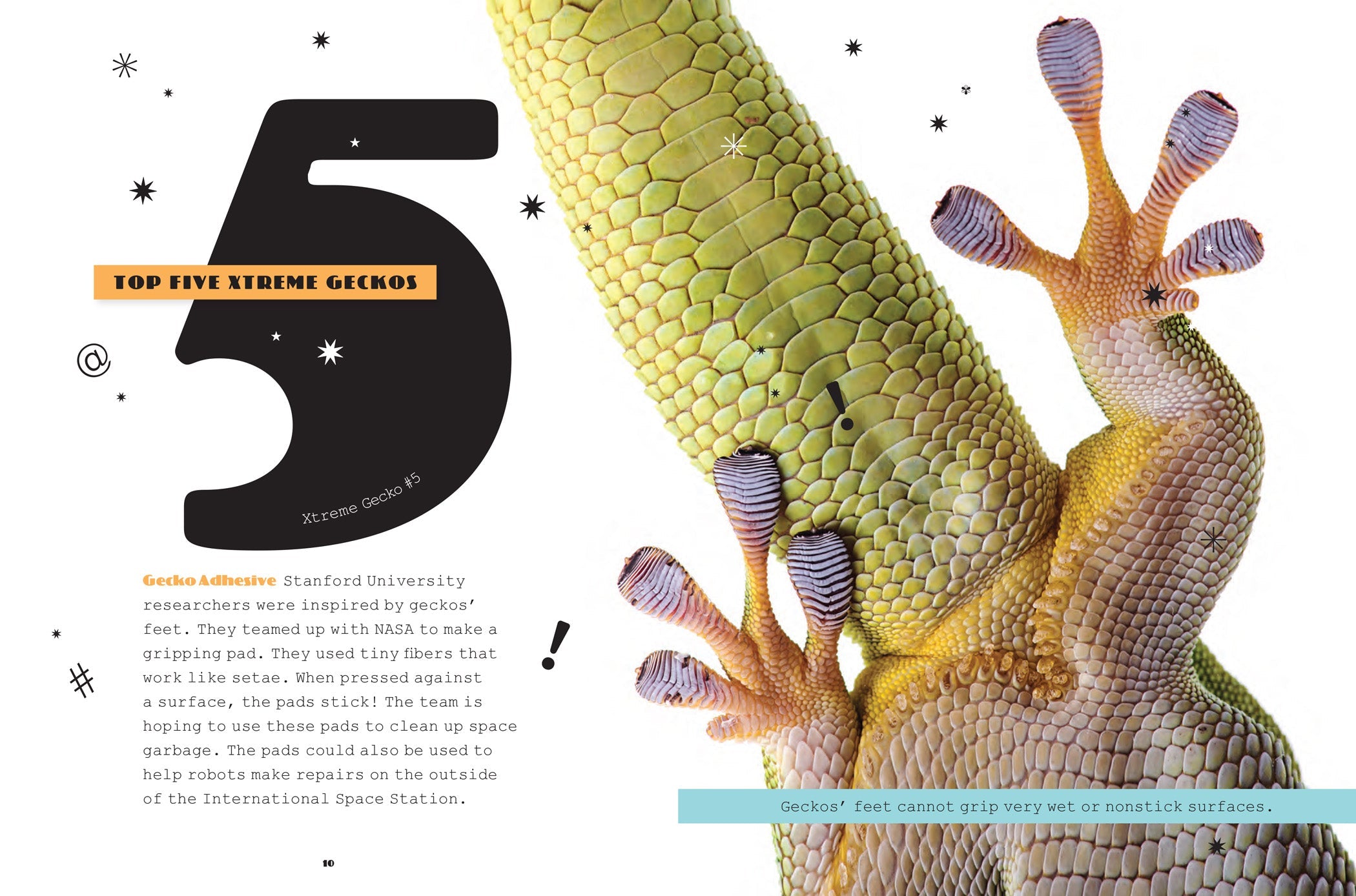 X-Books: Reptiles: Geckos by The Creative Company