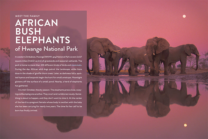 Spotlight on Nature: Elephant by The Creative Company