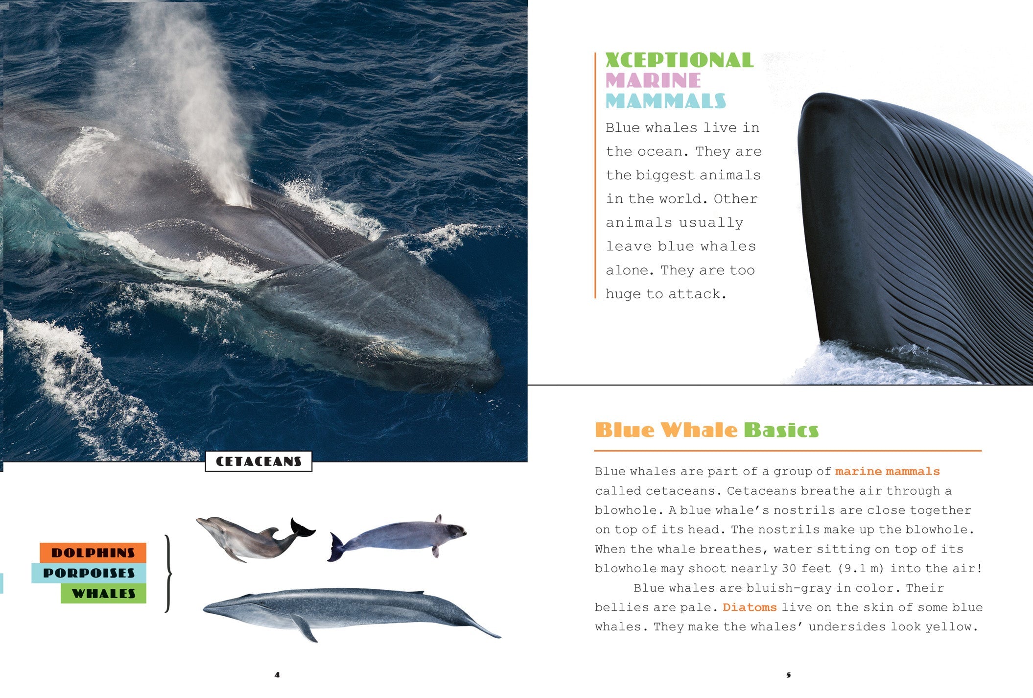 X-Books: Marine Mammals: Blue Whales by The Creative Company