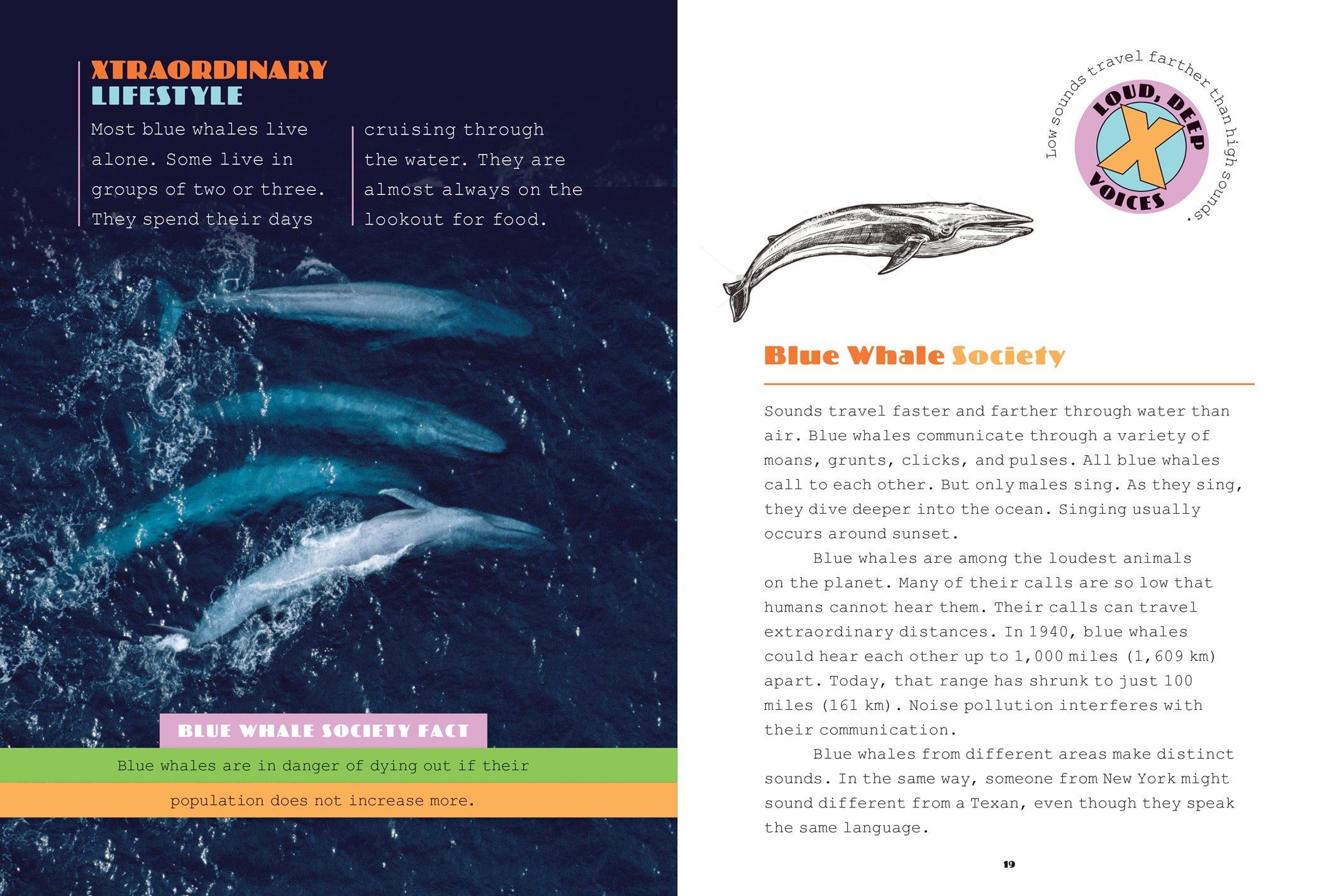 X-Books: Marine Mammals: Blue Whales by The Creative Company