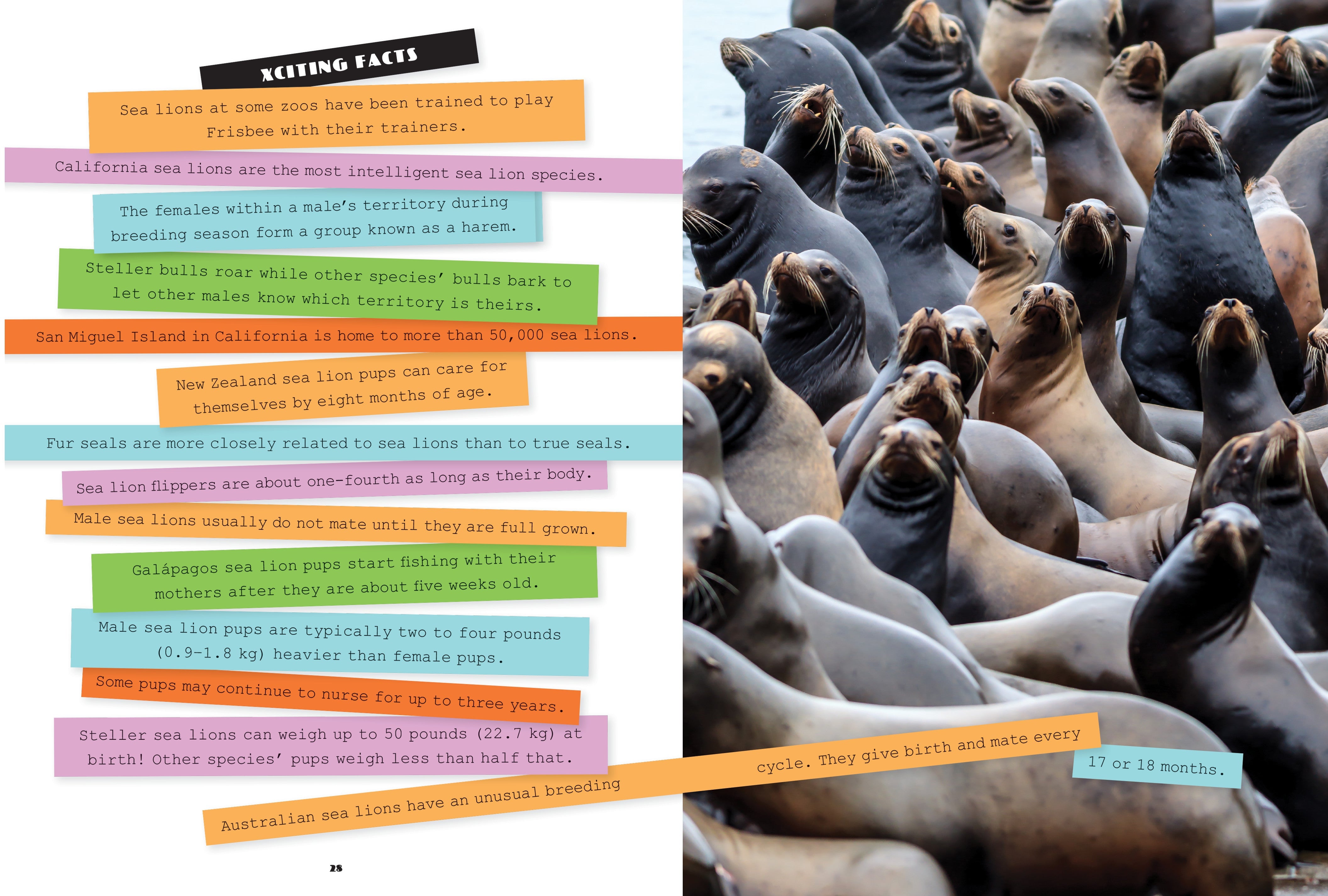 X-Books: Marine Mammals: Sea Lions by The Creative Company