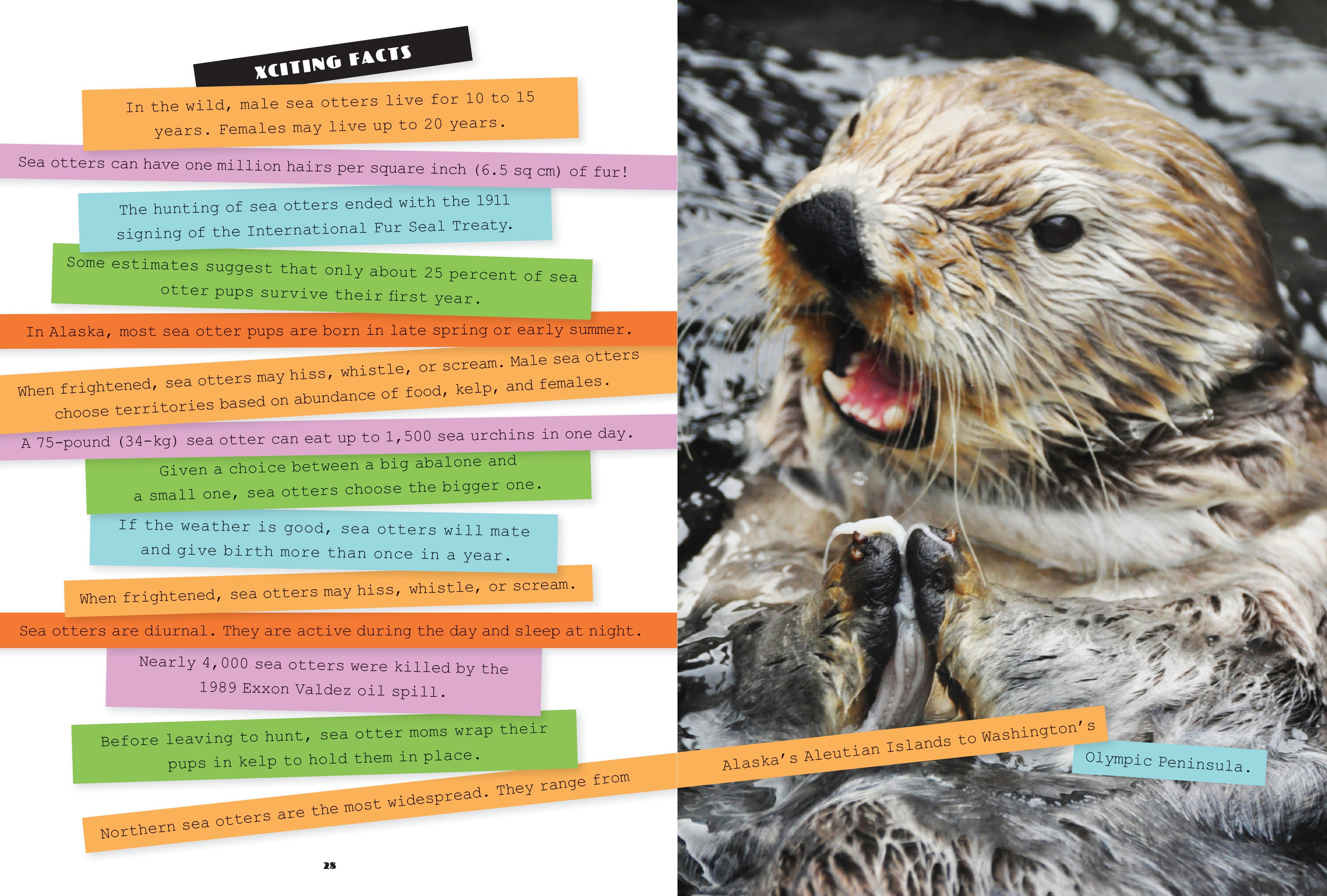 X-Books: Marine Mammals: Sea Otters by The Creative Company