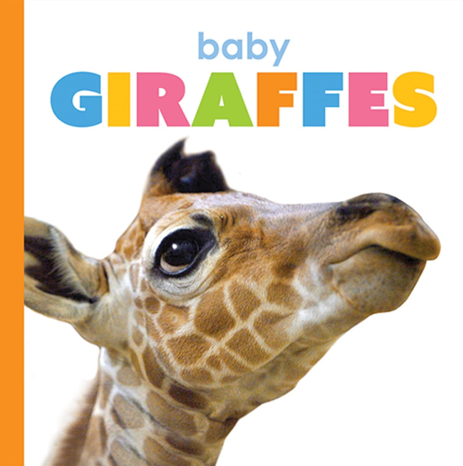 Starting Out: Baby Giraffes by The Creative Company