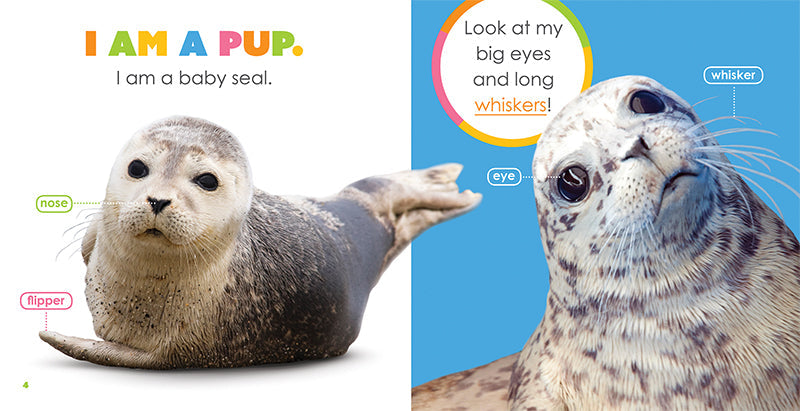 Starting Out: Baby Seals by The Creative Company