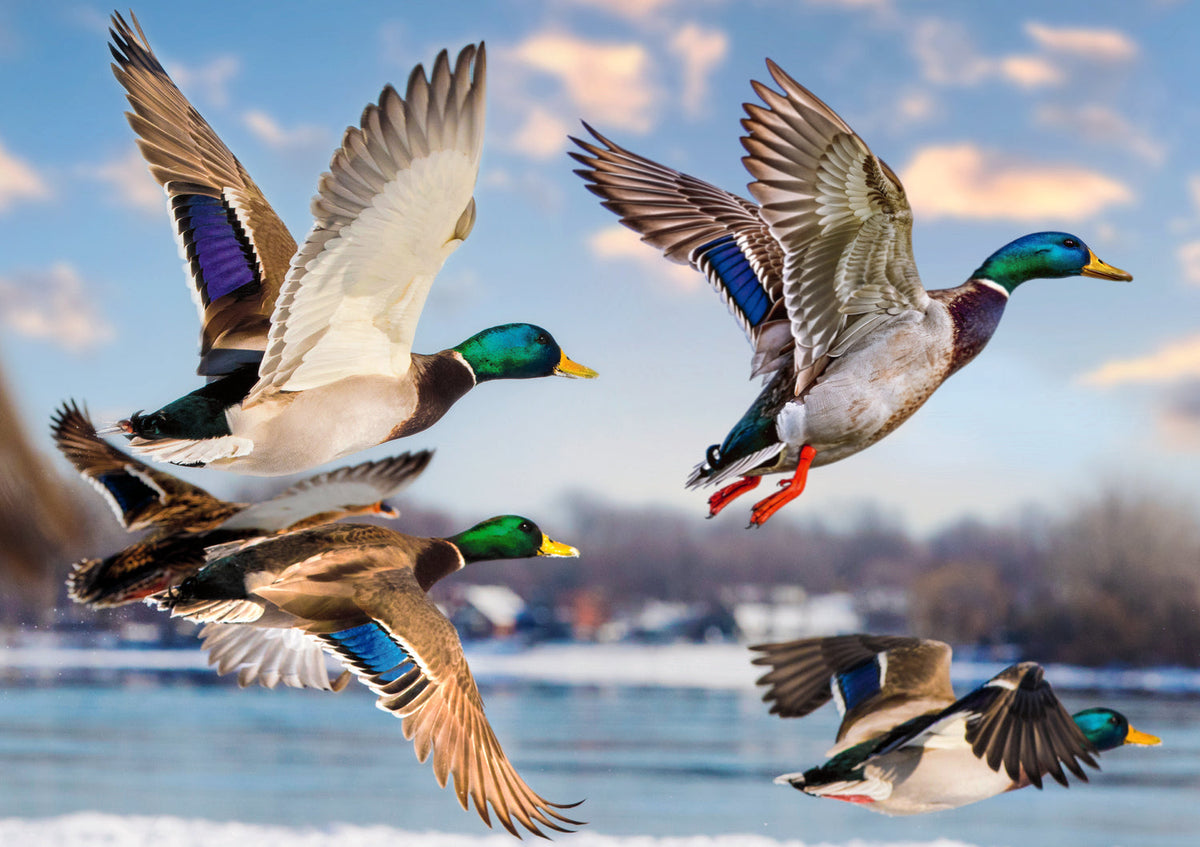Premium Plus Mallards In Flight 1000 Piece Puzzle