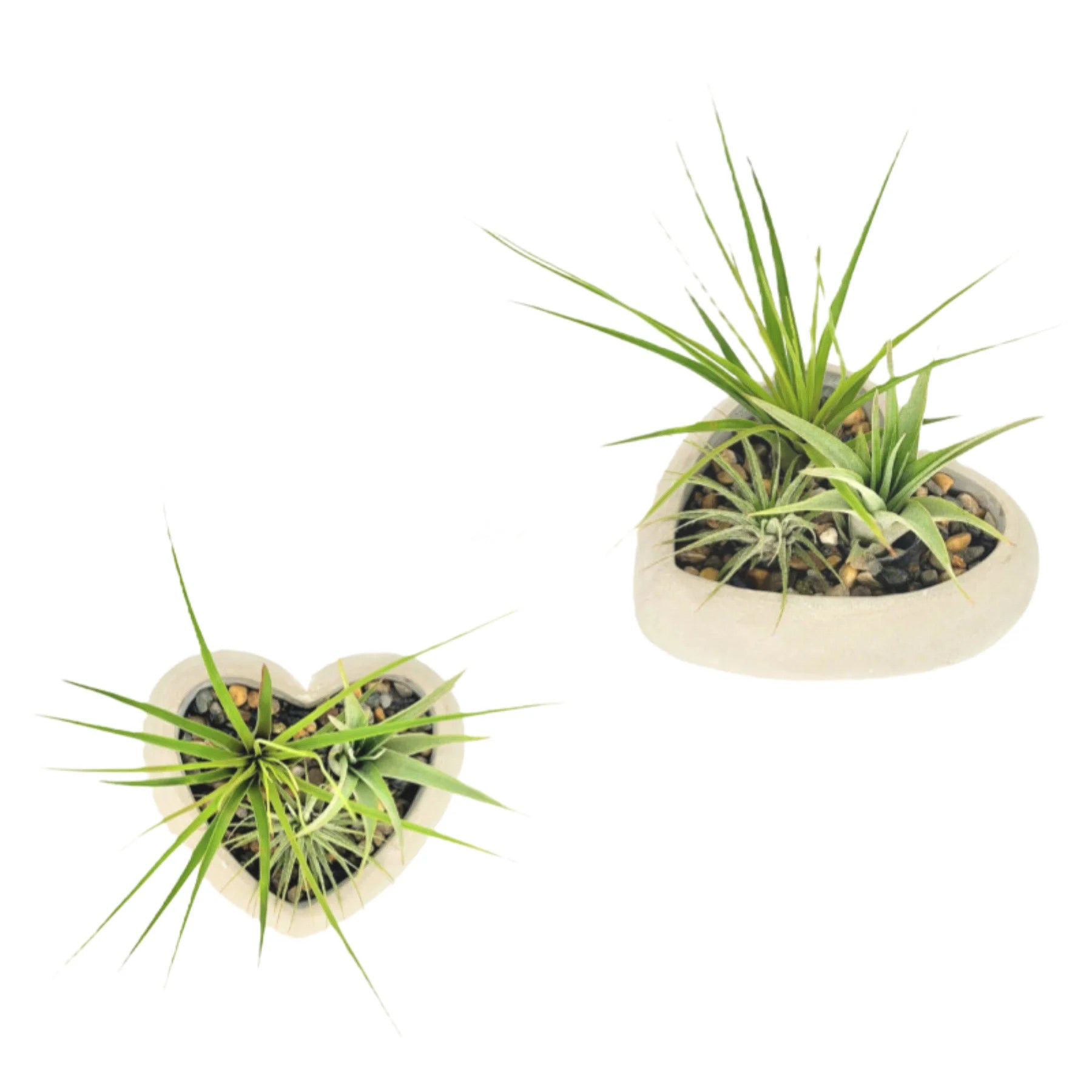 Heart Air Plant Garden