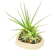 Heart Air Plant Garden