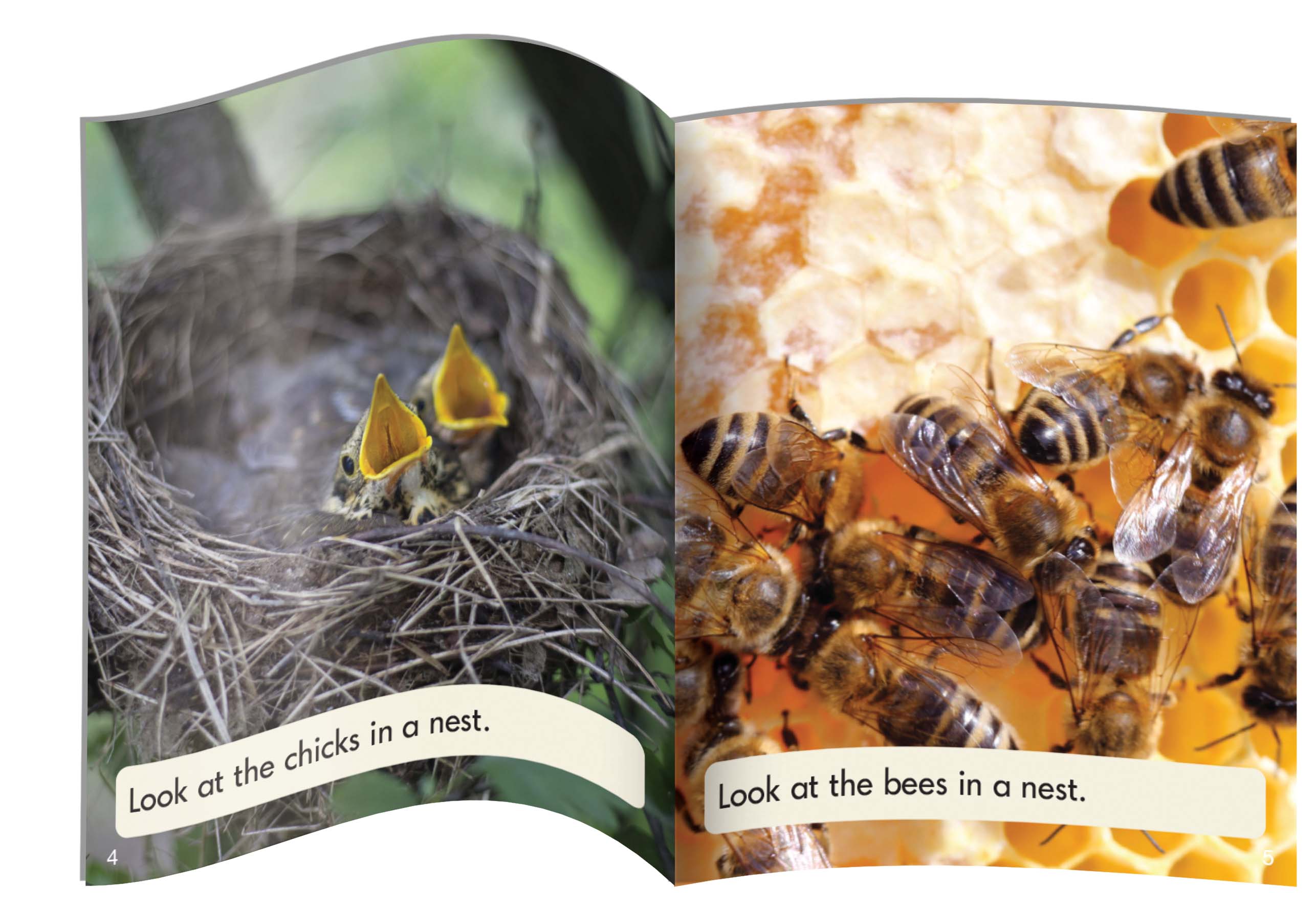 Letters & Sounds Phase 4 Set 2 Non-fiction - 6 Pack