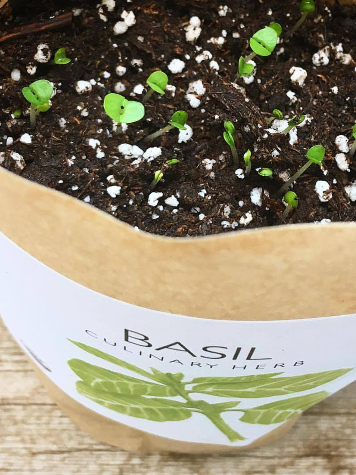 Garden In A Bag - Herbs