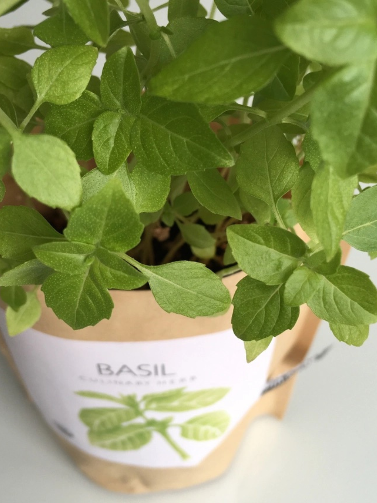 Garden In A Bag - Herbs