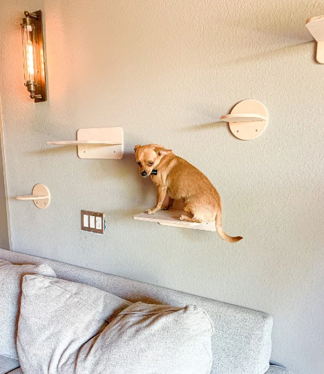 Kat- Cat Wall Climber
