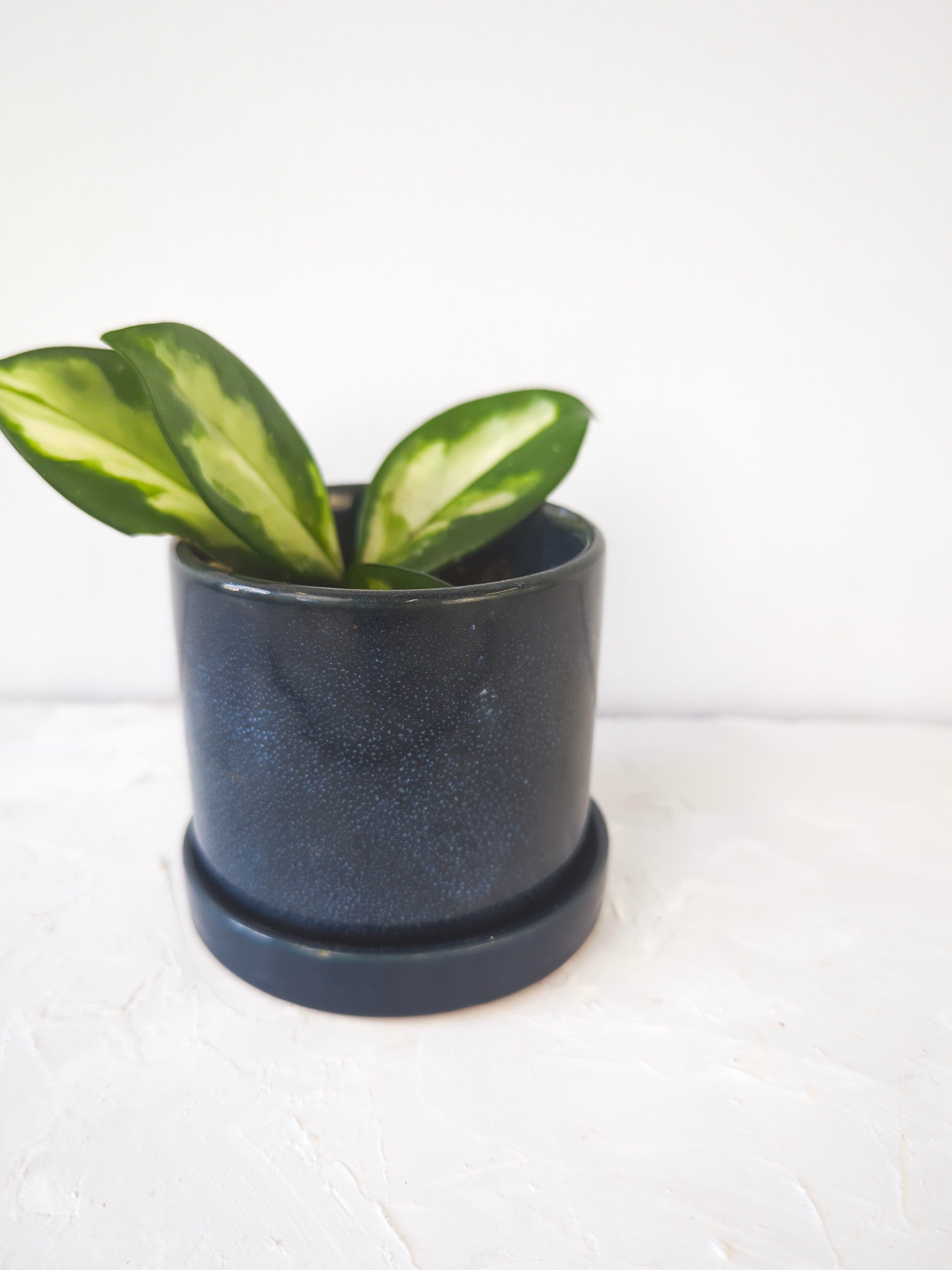 Cosmos Blue 3" Ceramic Plant Pot And Saucer