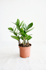 Zz Plant