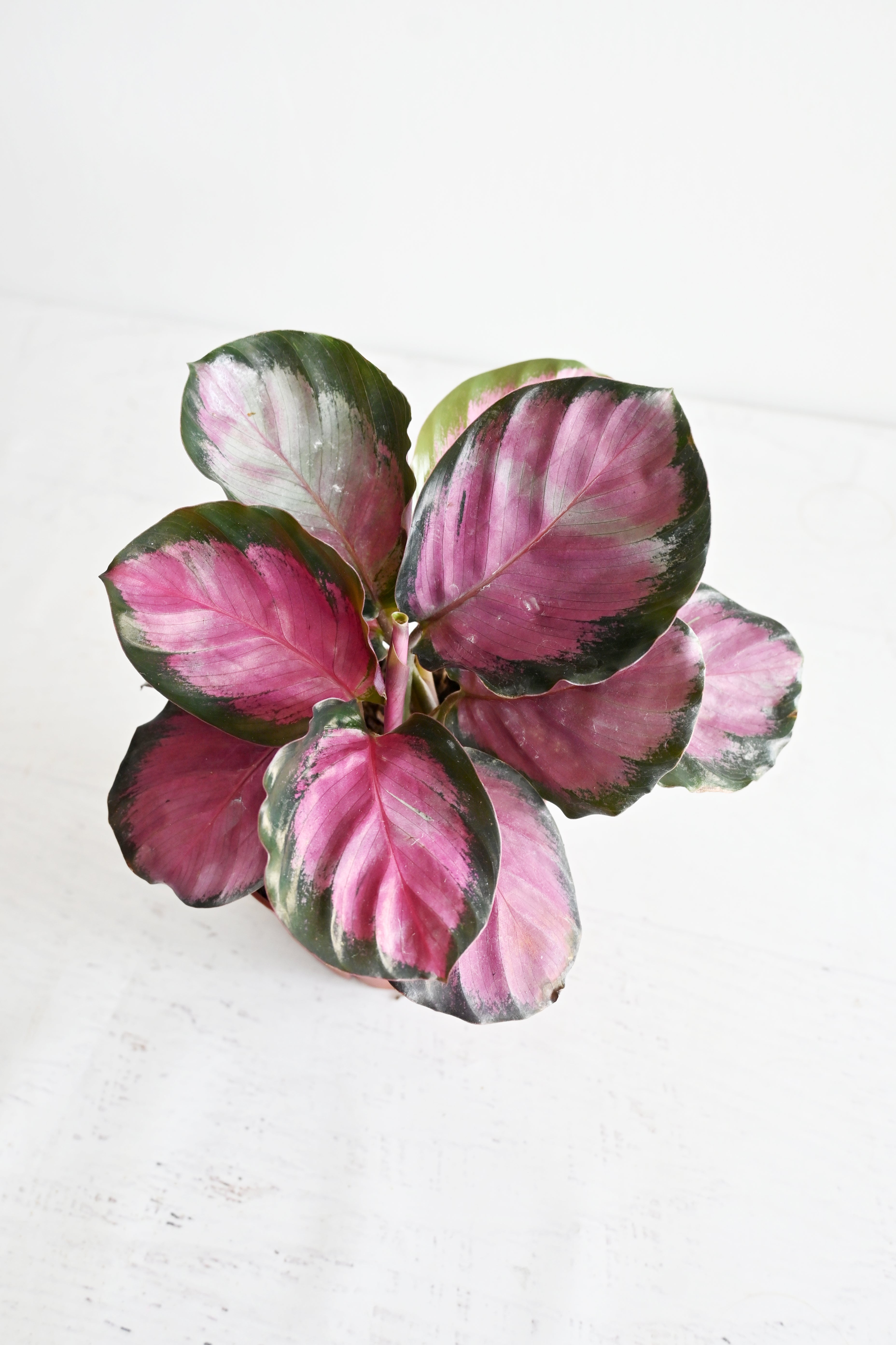 Rosy Calathea
