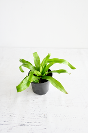 Bird's Nest Fern