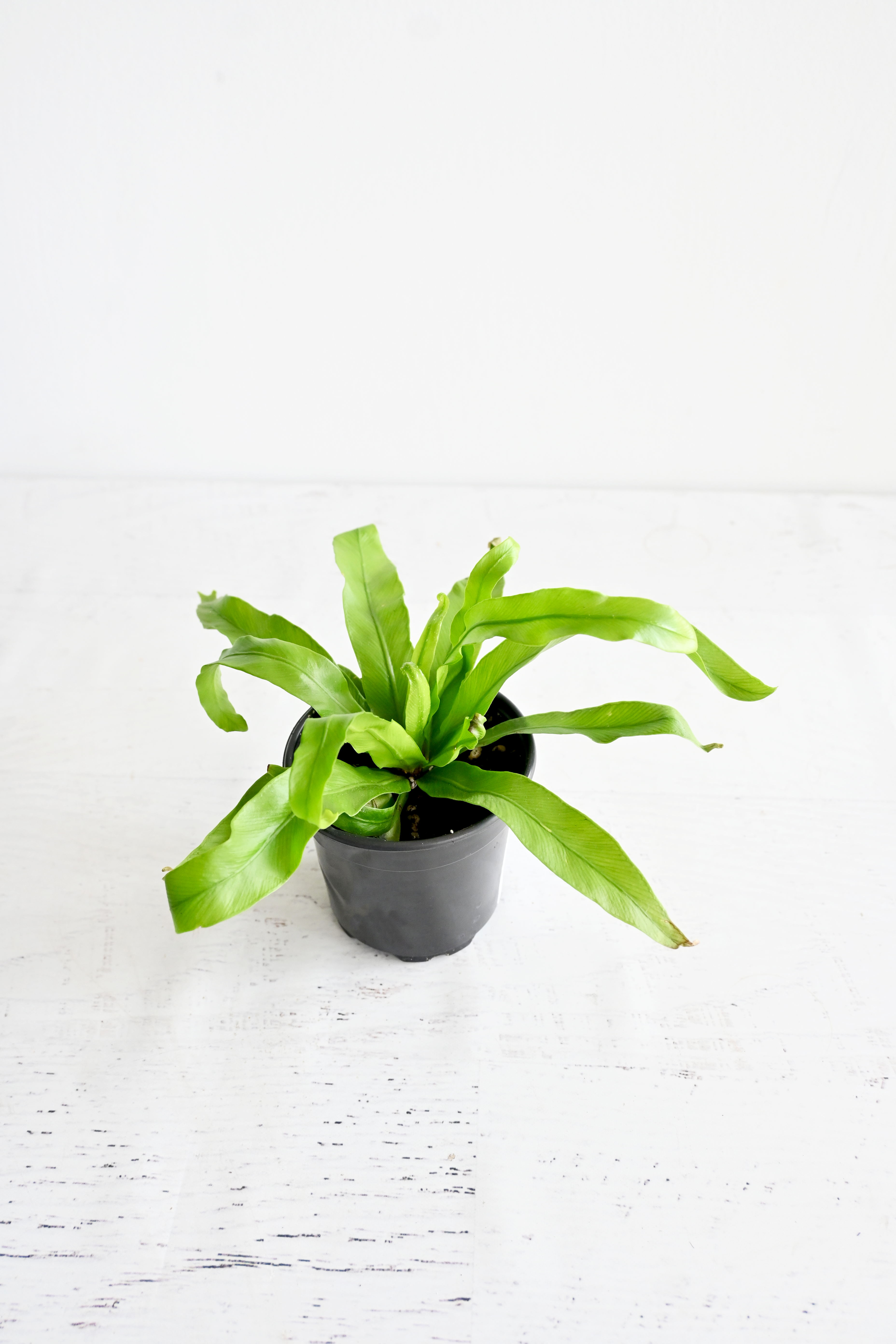 Bird's Nest Fern