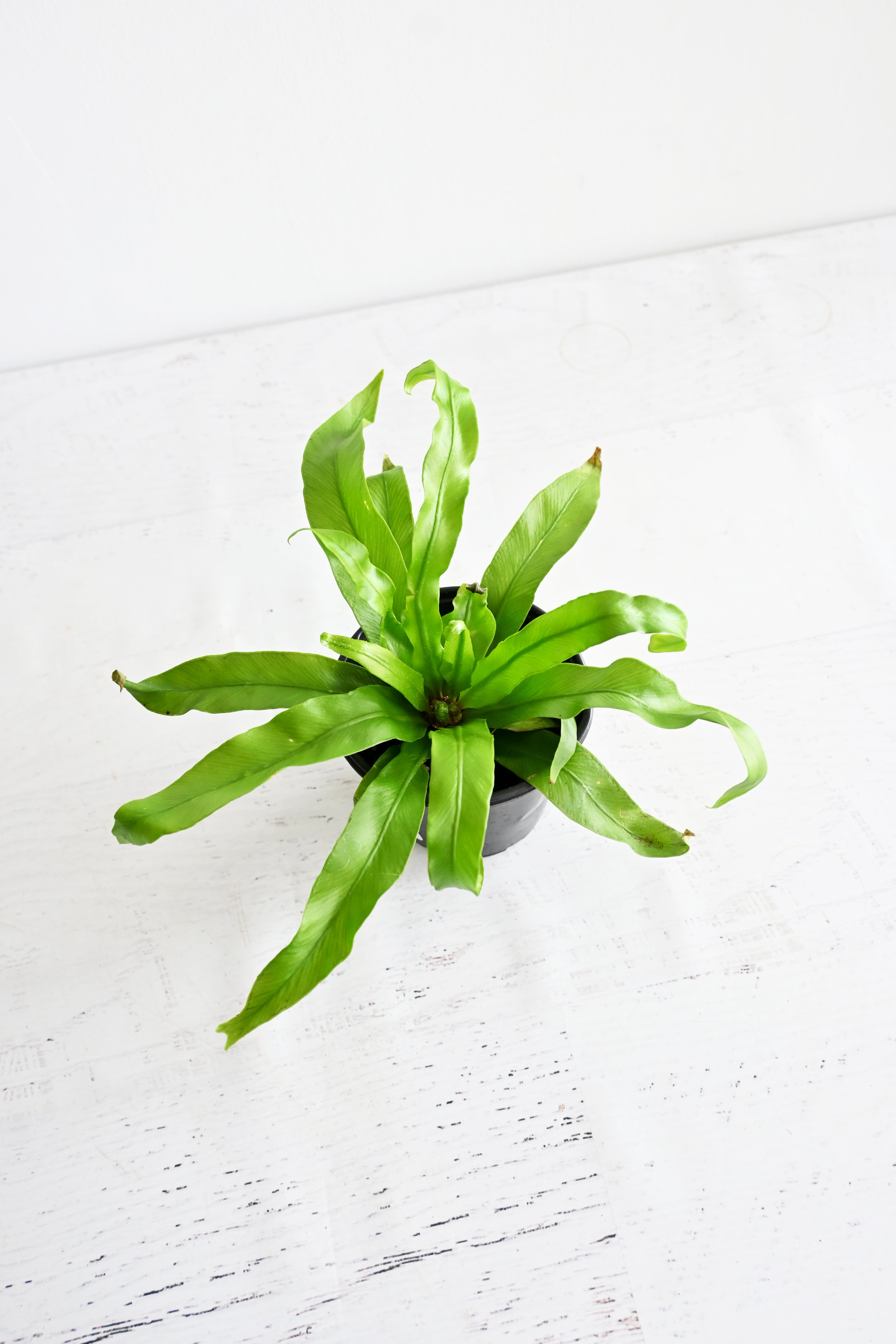 Bird's Nest Fern