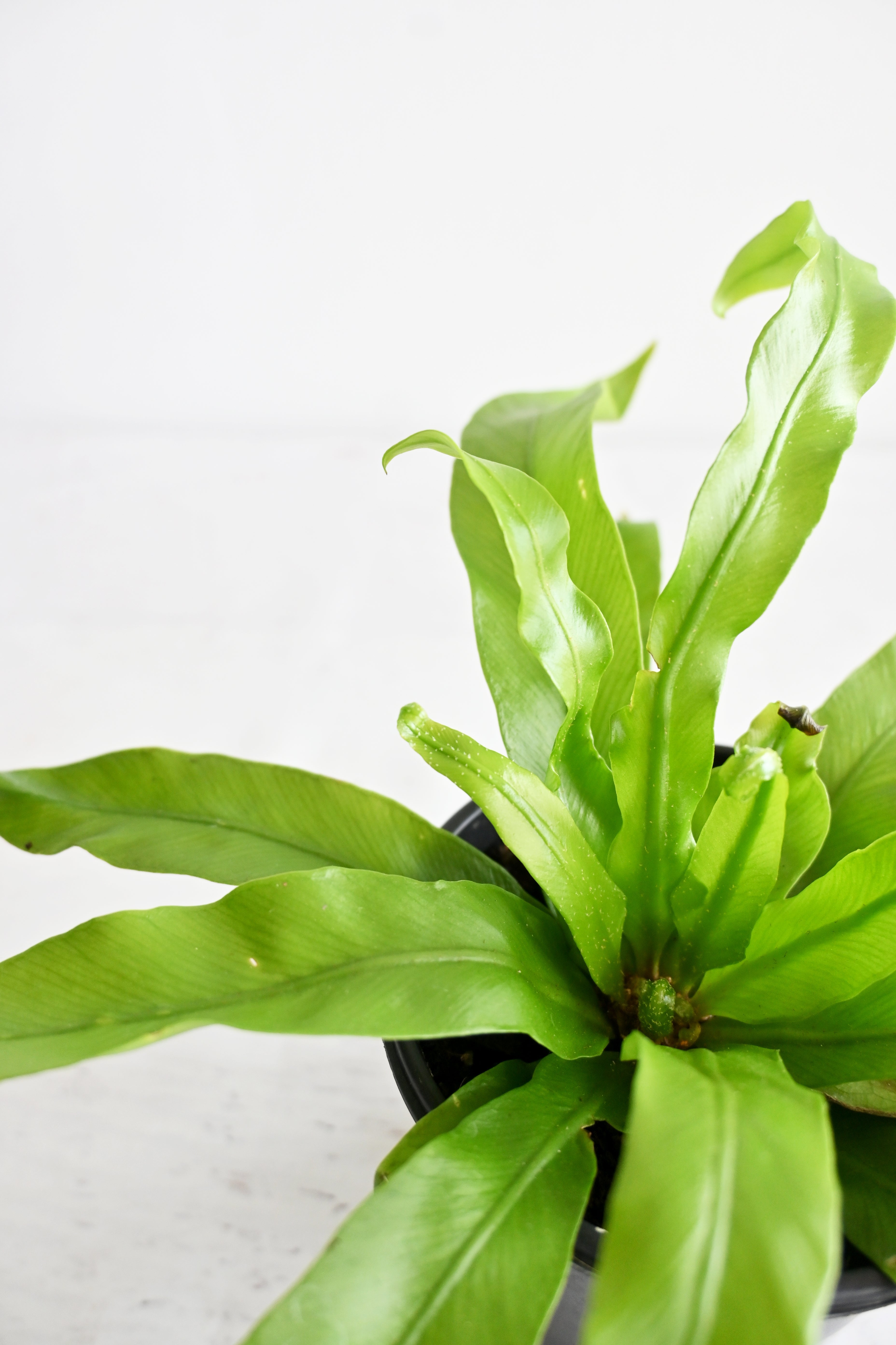 Bird's Nest Fern