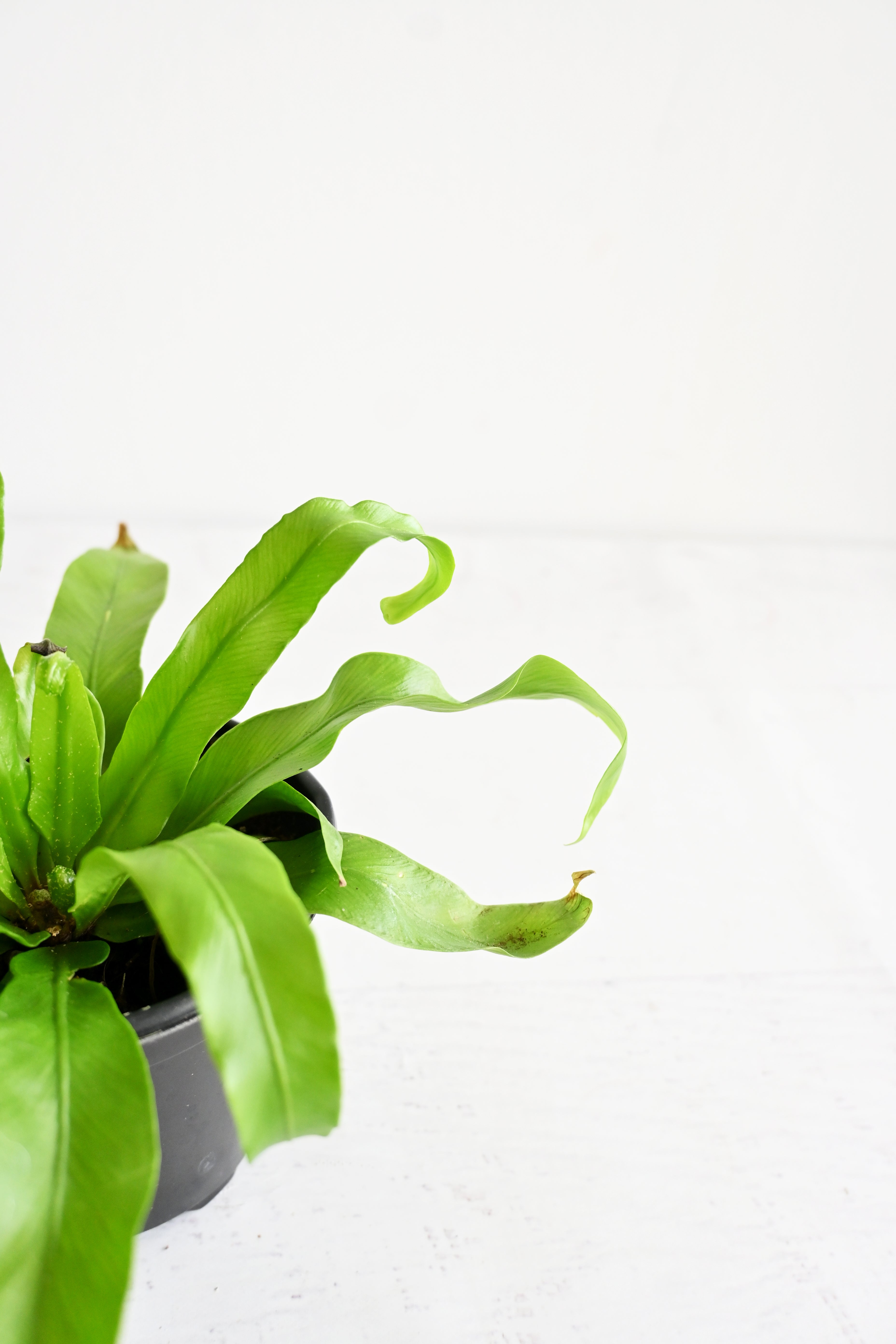 Bird's Nest Fern