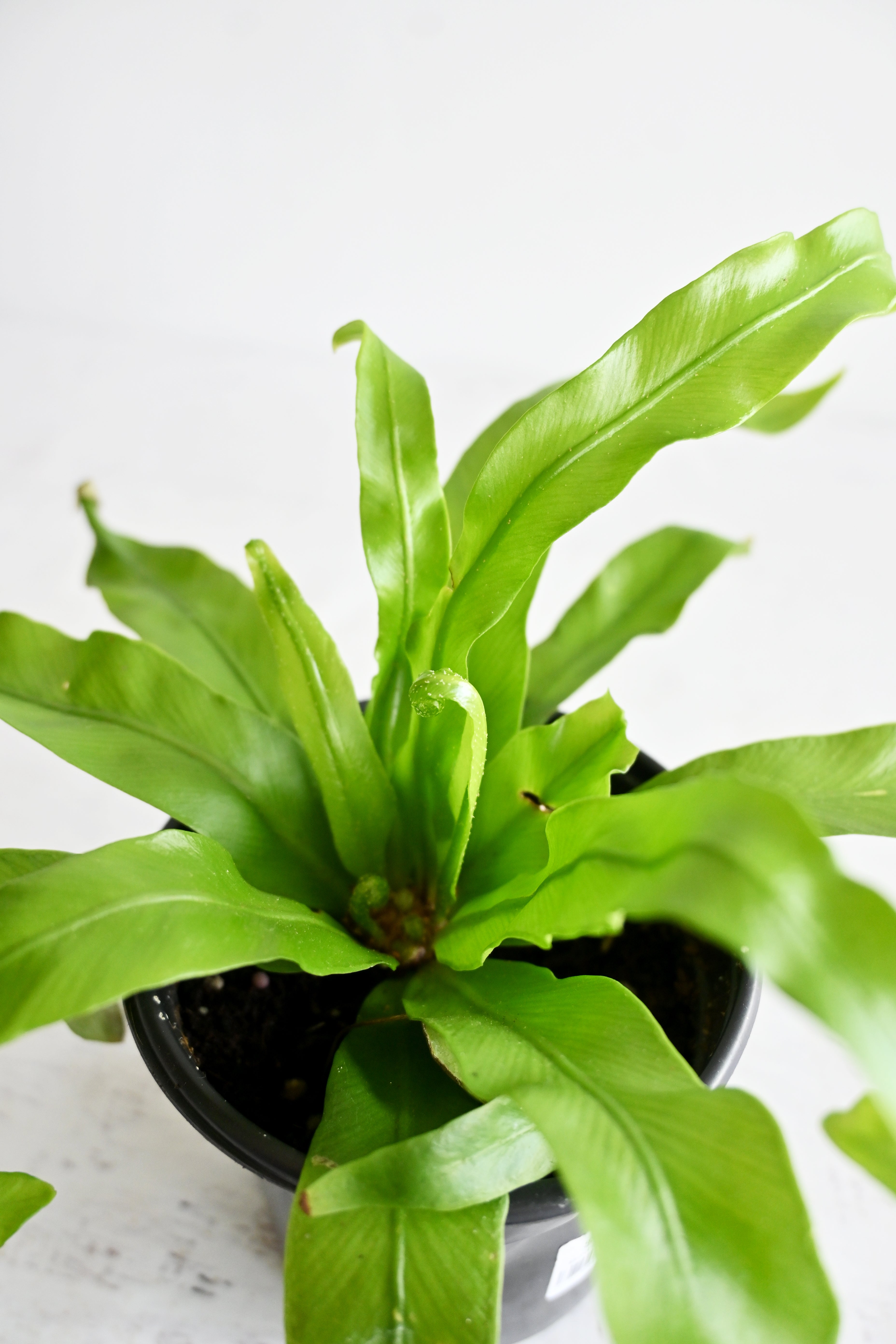 Bird's Nest Fern