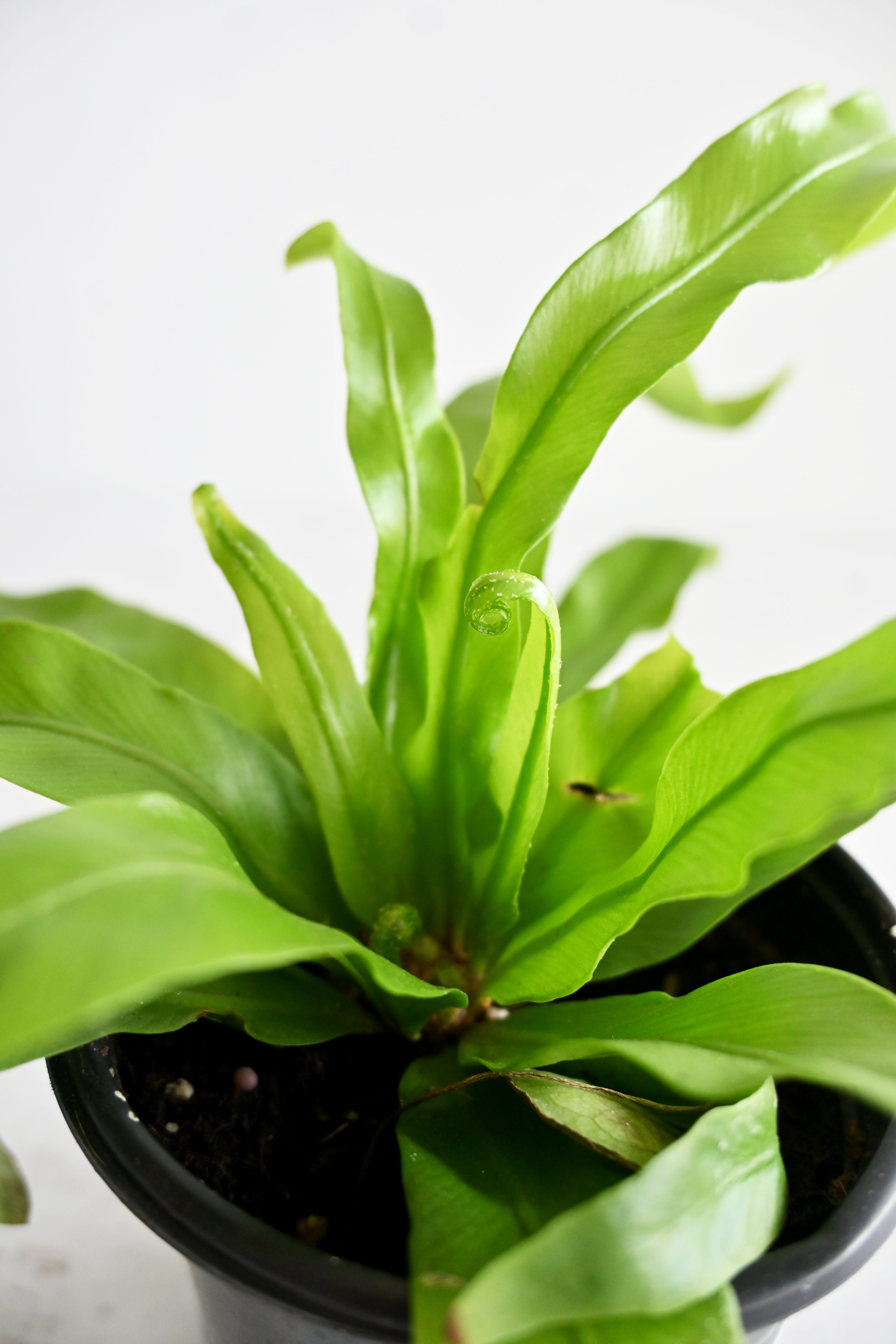 Bird's Nest Fern