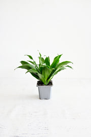 Janet Craig Dracaena