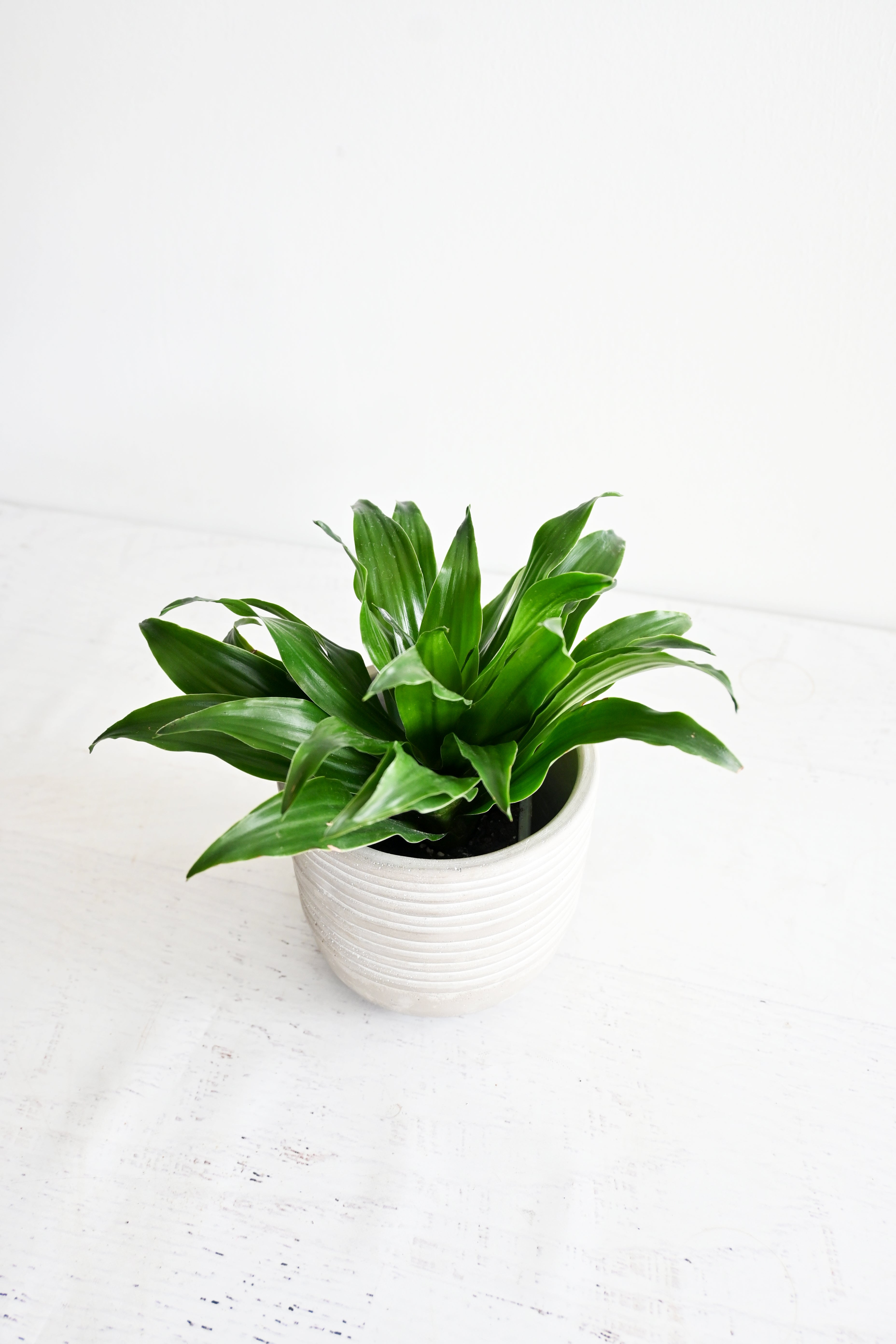Janet Craig Dracaena