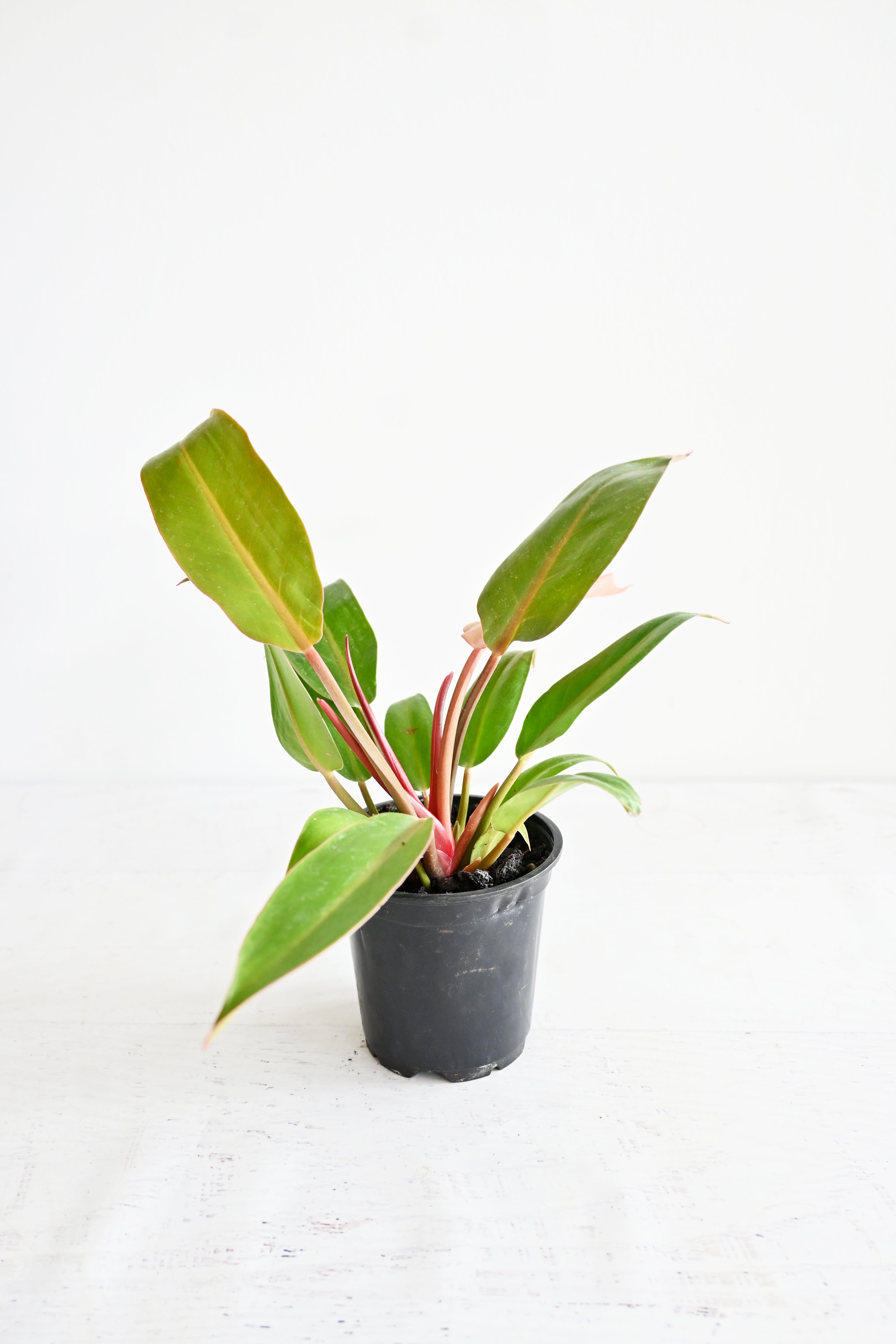 Prince Of Orange Philodendron