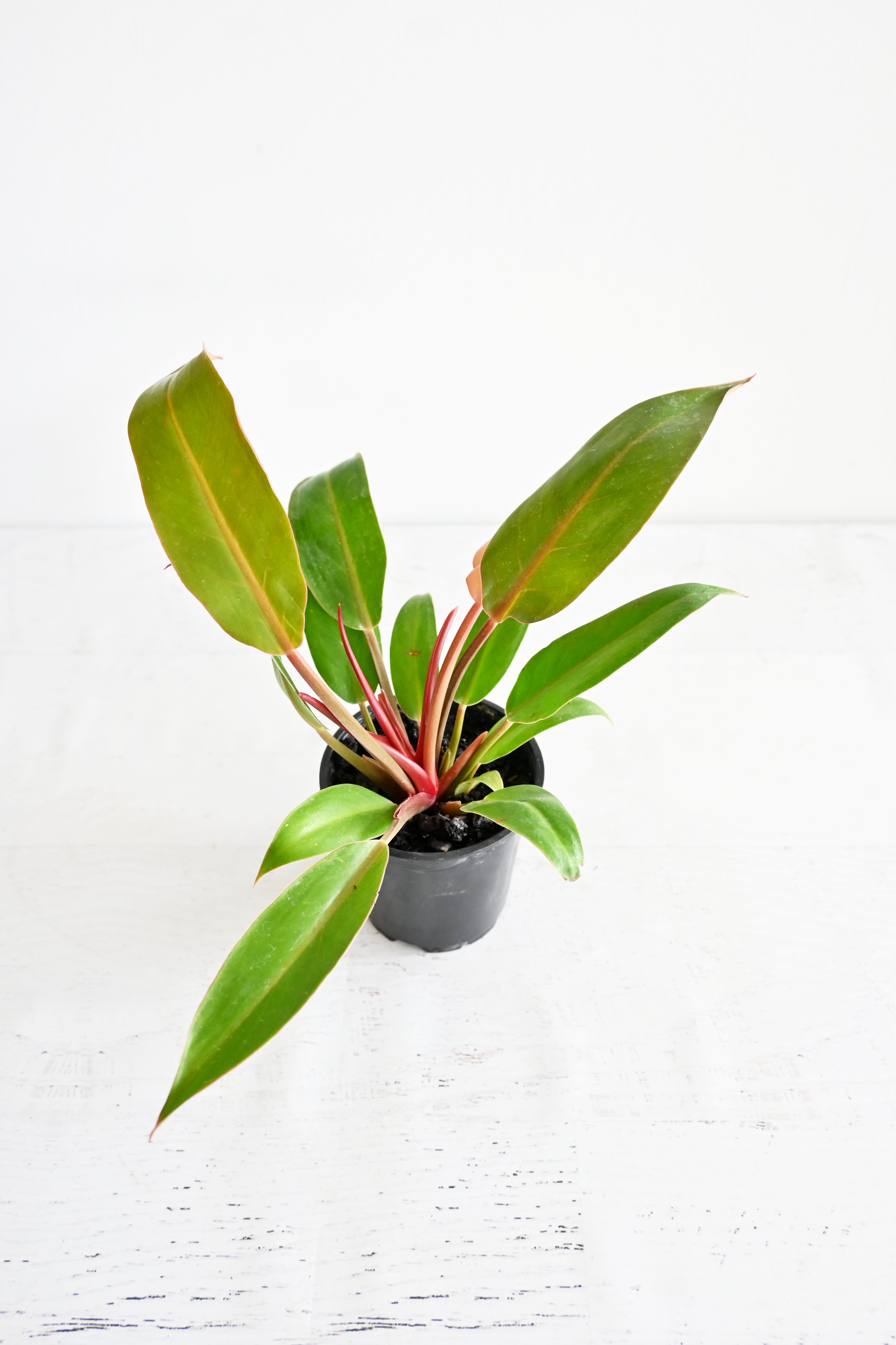 Prince Of Orange Philodendron