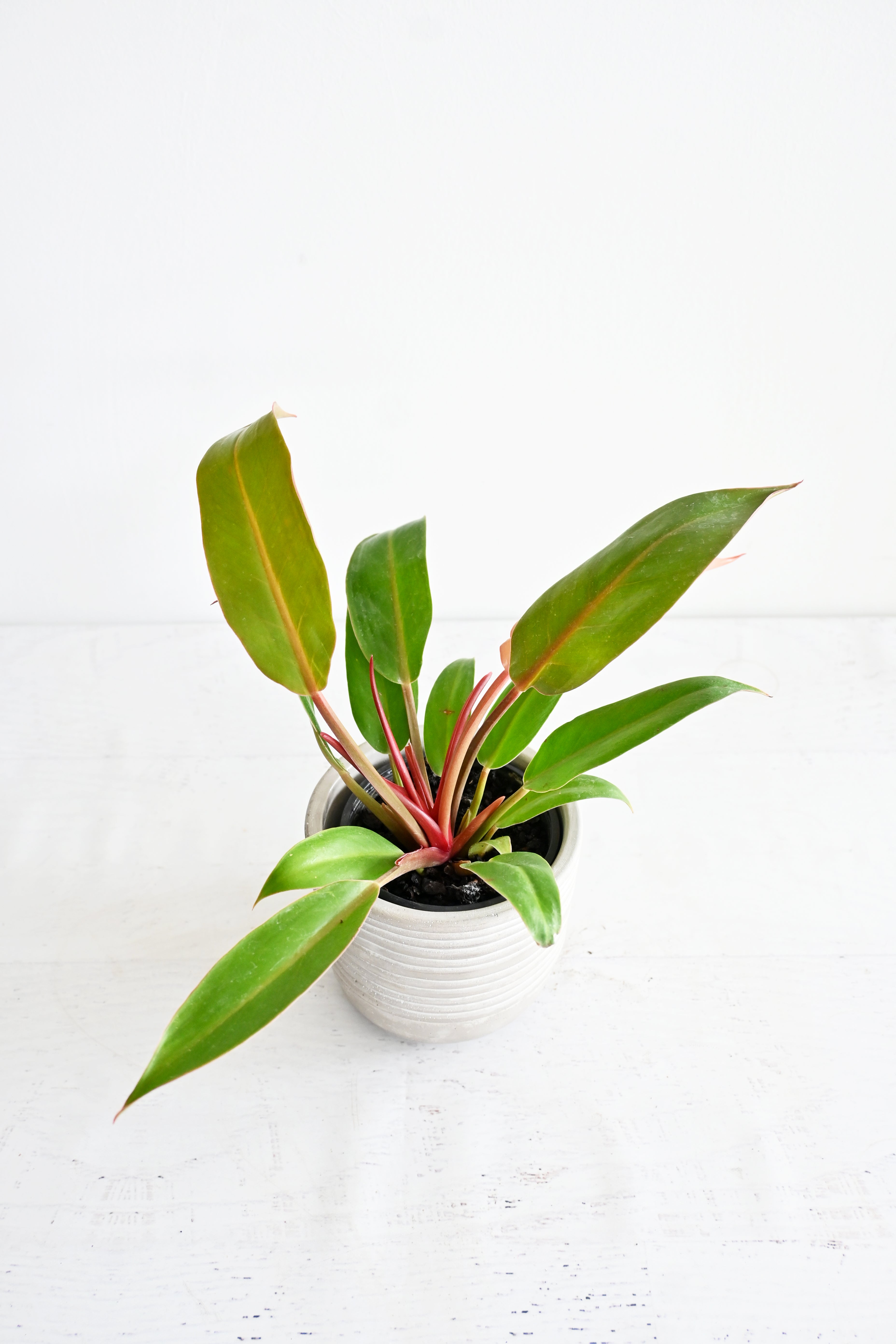 Prince Of Orange Philodendron